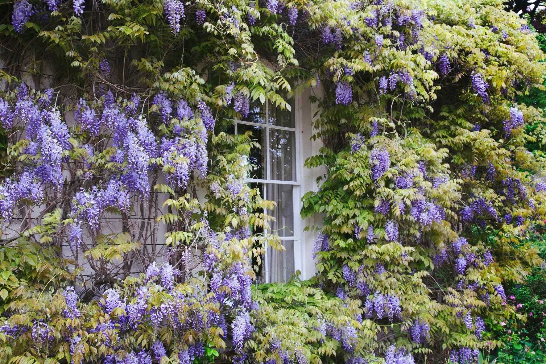Blauregen im Kübel pflanzen und pflegen VIVANNO