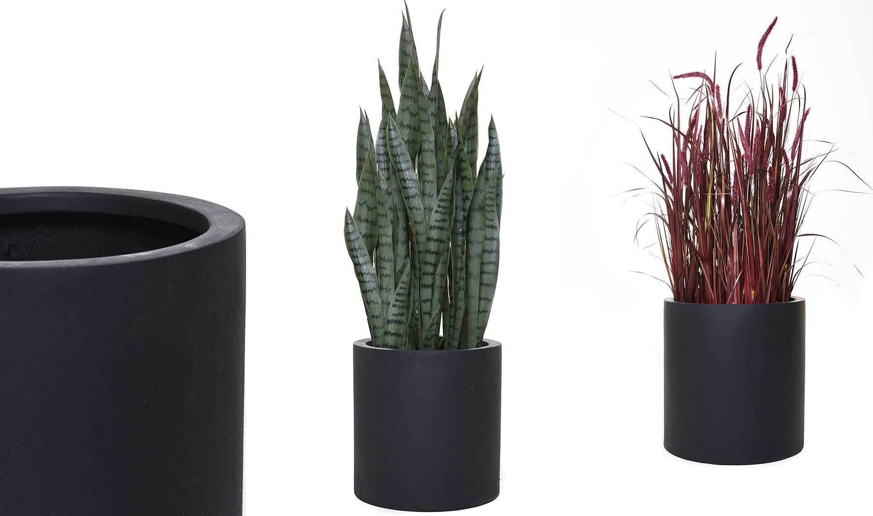 kentia palme zu groß Kentia-Palme 160 cm XL kaufen im Elho Topf Weiß