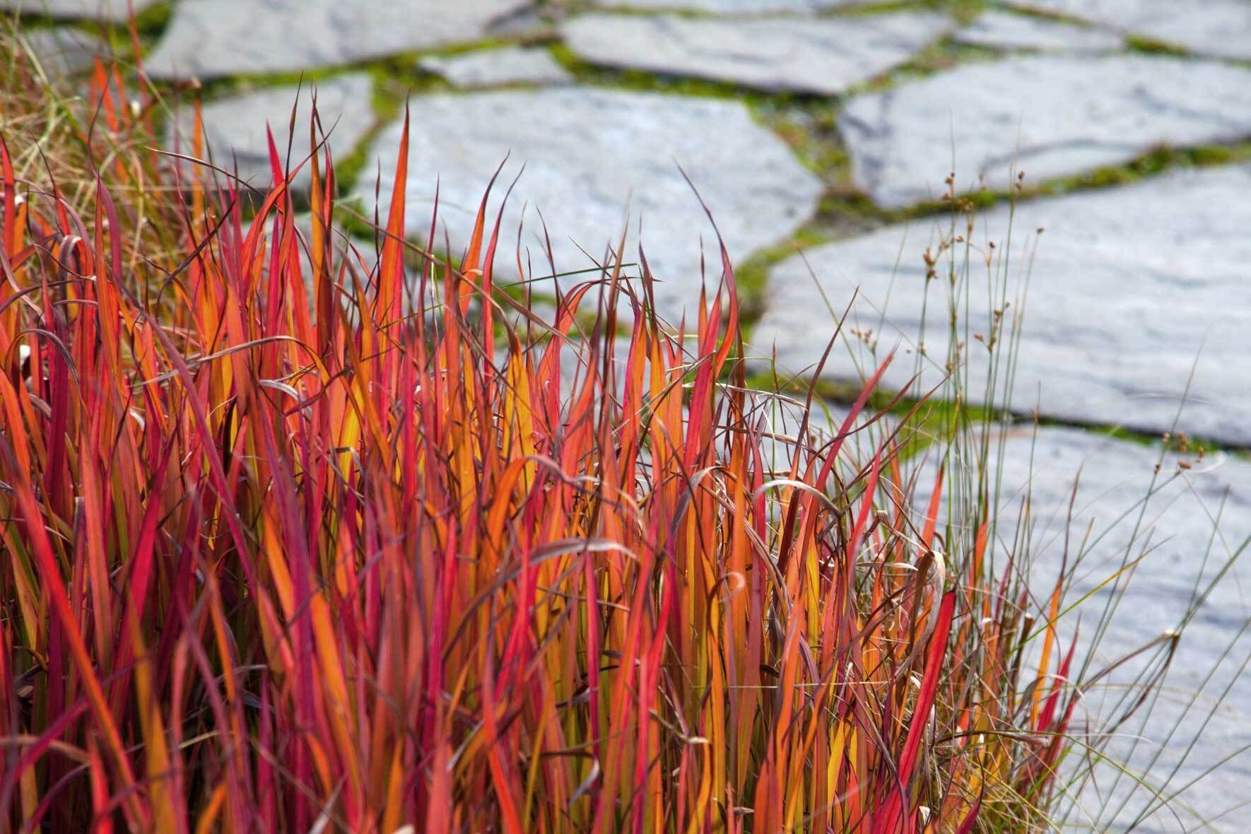 Japanisches Blutgras (Imperata Cylindrica) richtig pflanzen und pflegen |  VIVANNO