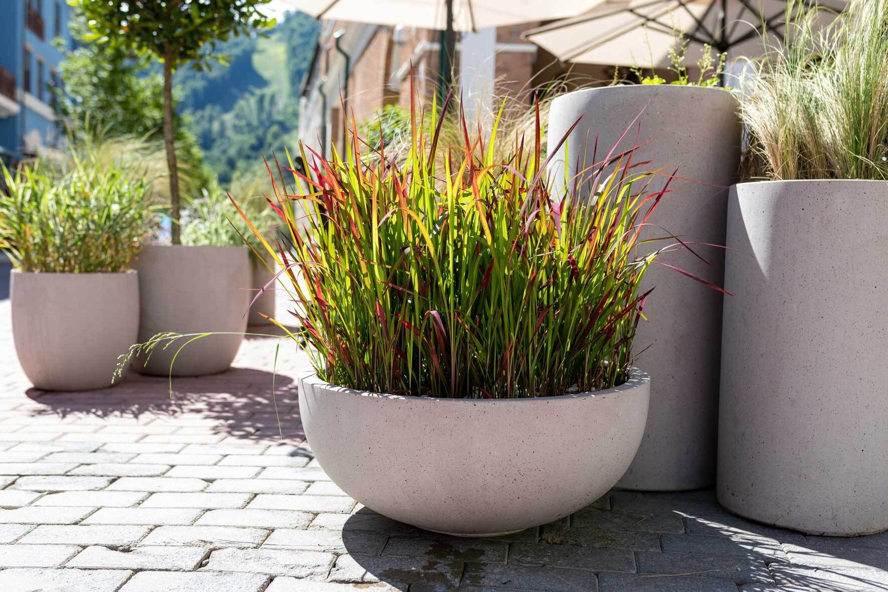 Japanisches Blutgras (Imperata Cylindrica) richtig pflanzen und pflegen |  VIVANNO