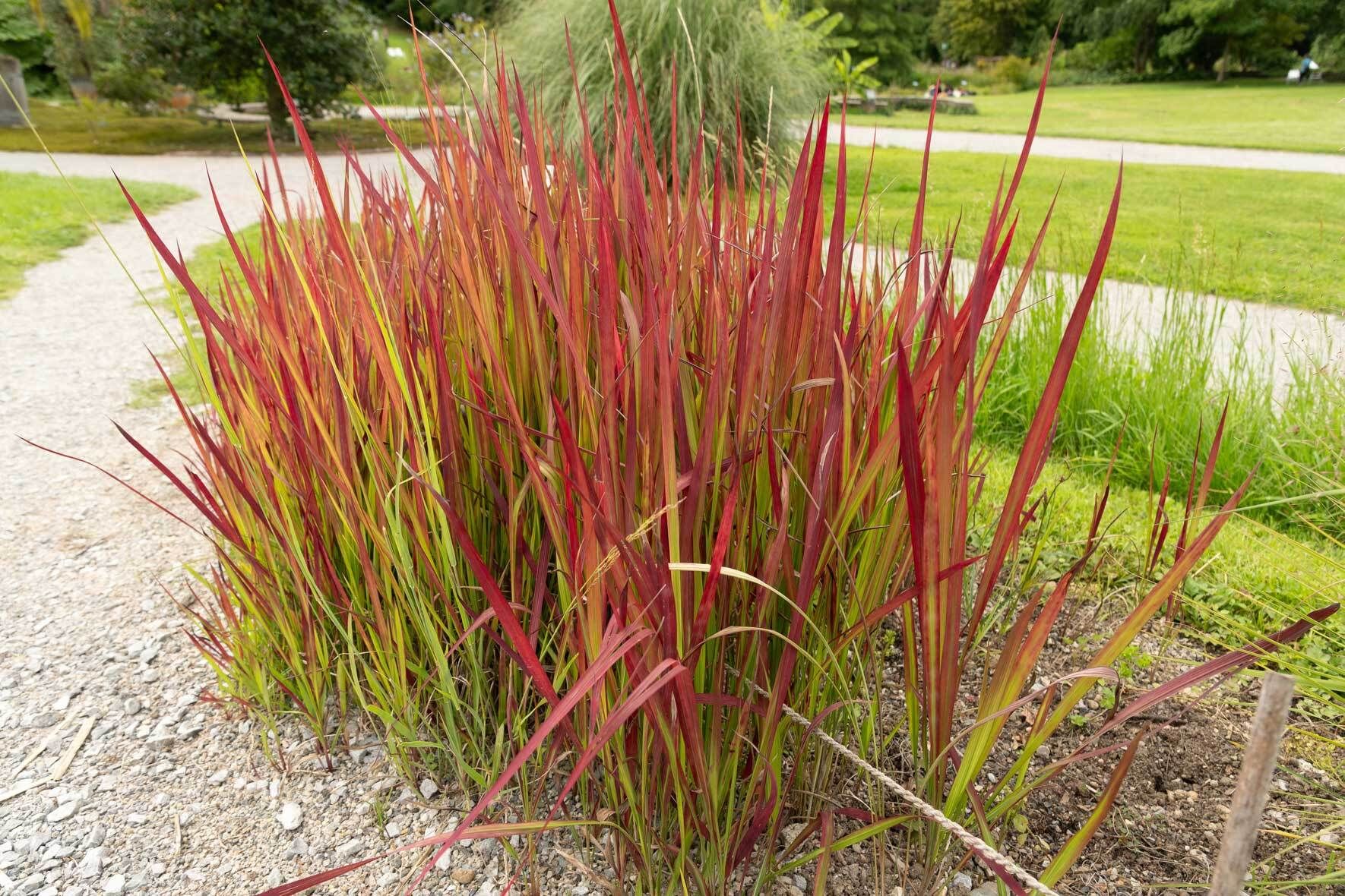 Japanisches Blutgras (Imperata Cylindrica) richtig pflanzen und pflegen |  VIVANNO