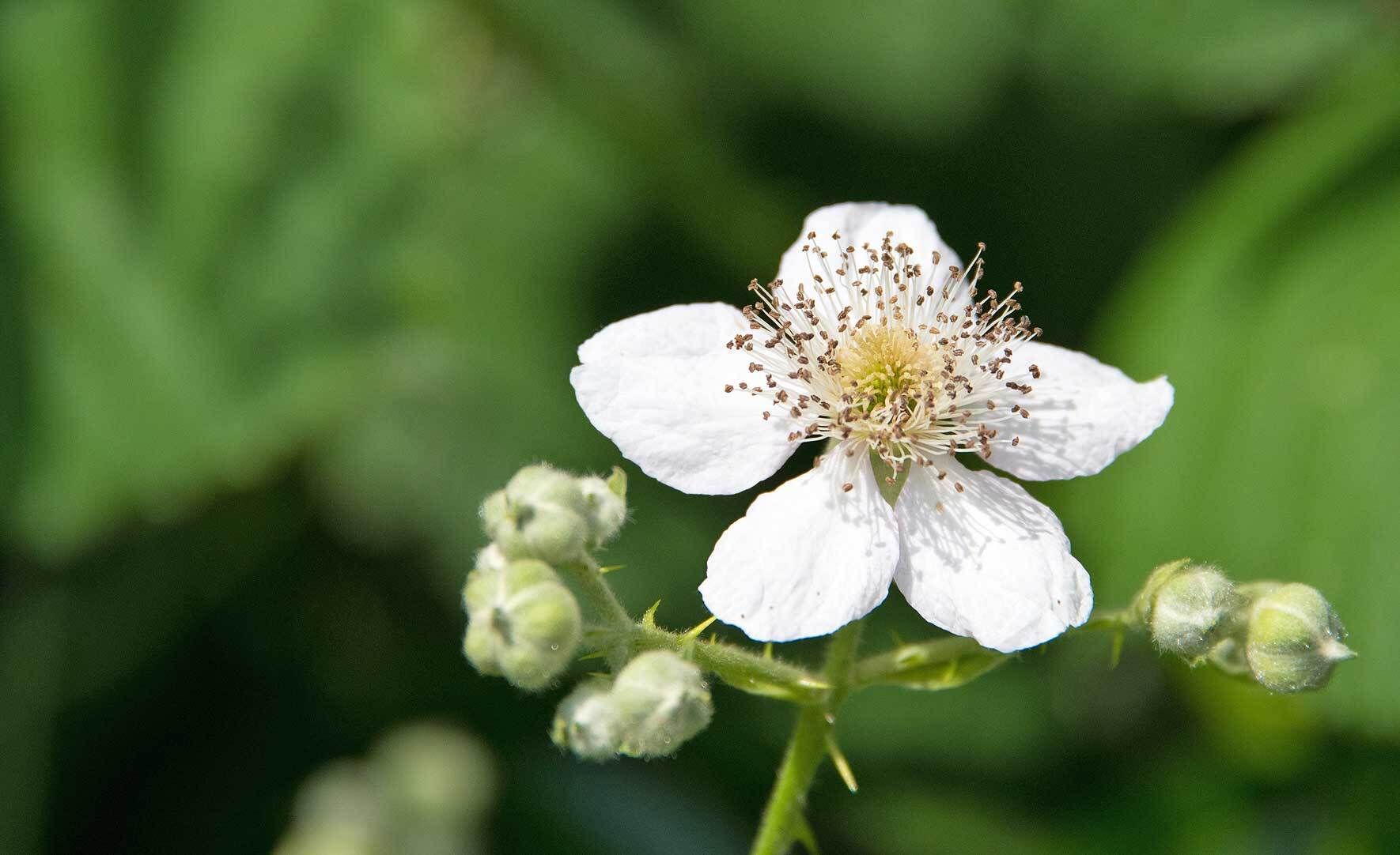Brombeeren im Topf erfolgreich pflanzen und pflegen VIVANNO