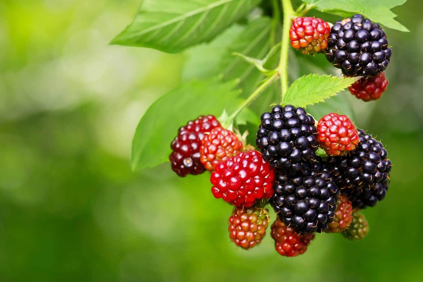 Brombeeren im Topf erfolgreich pflanzen und pflegen VIVANNO