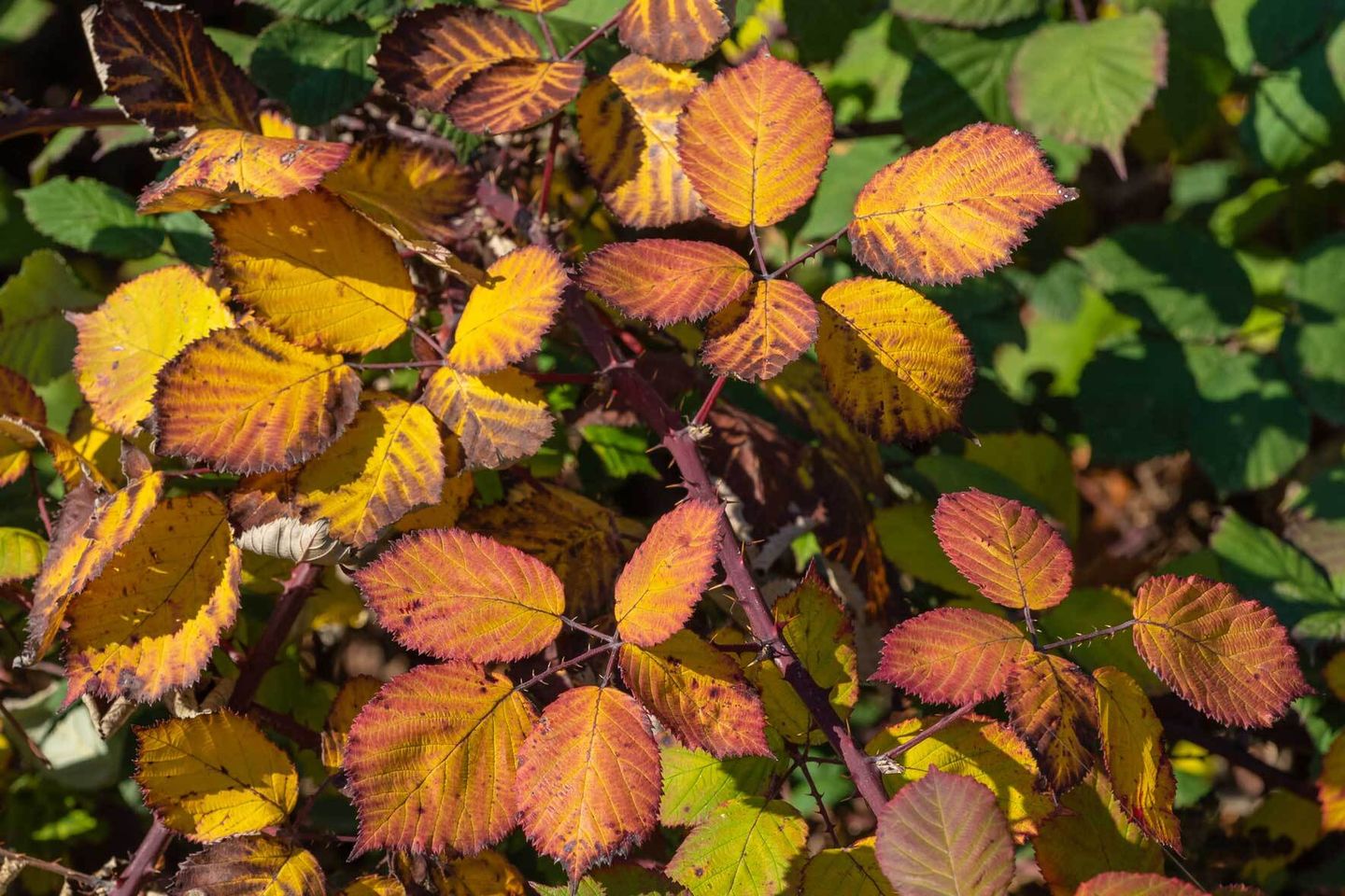 Brombeeren im Topf erfolgreich pflanzen und pflegen VIVANNO