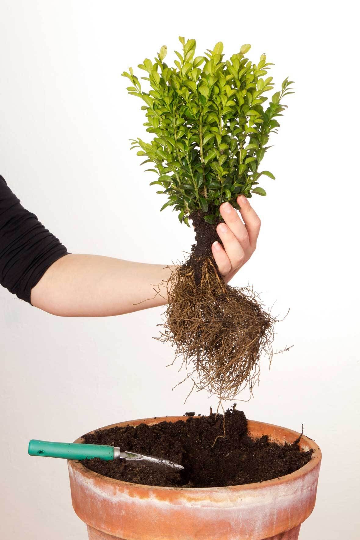 Buchsbaum pflanzen und pflegen: Der perfekte Buxus im Kbel | VIVANNO