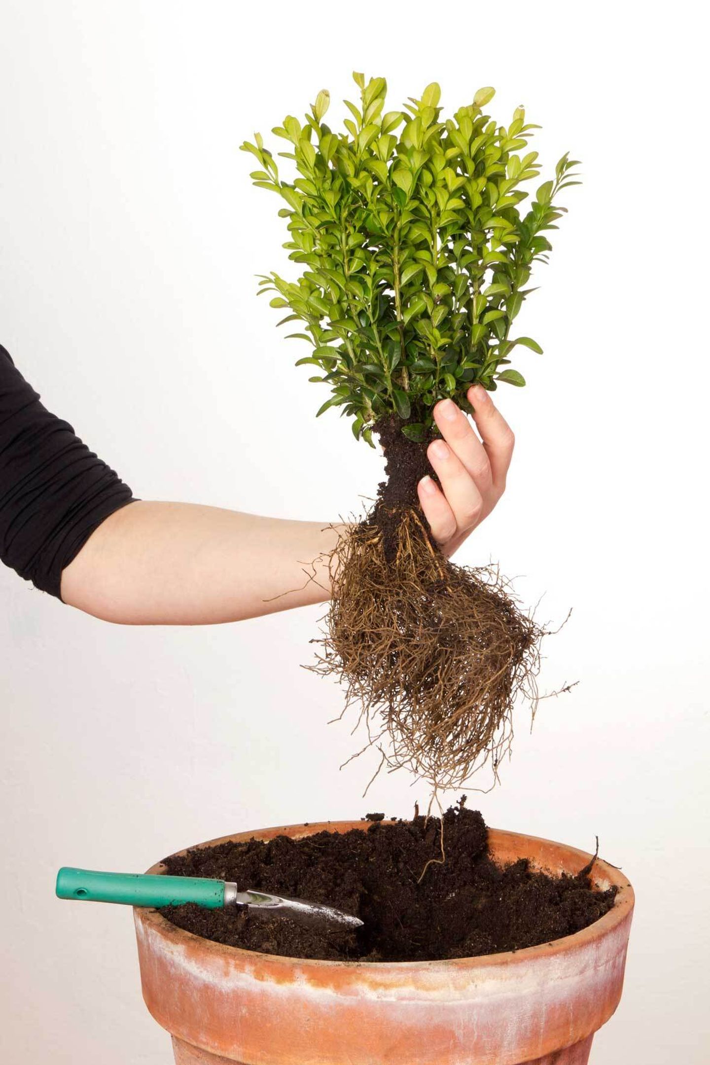 Buchsbaum pflanzen und pflegen Der perfekte Buxus im Kübel VIVANNO
