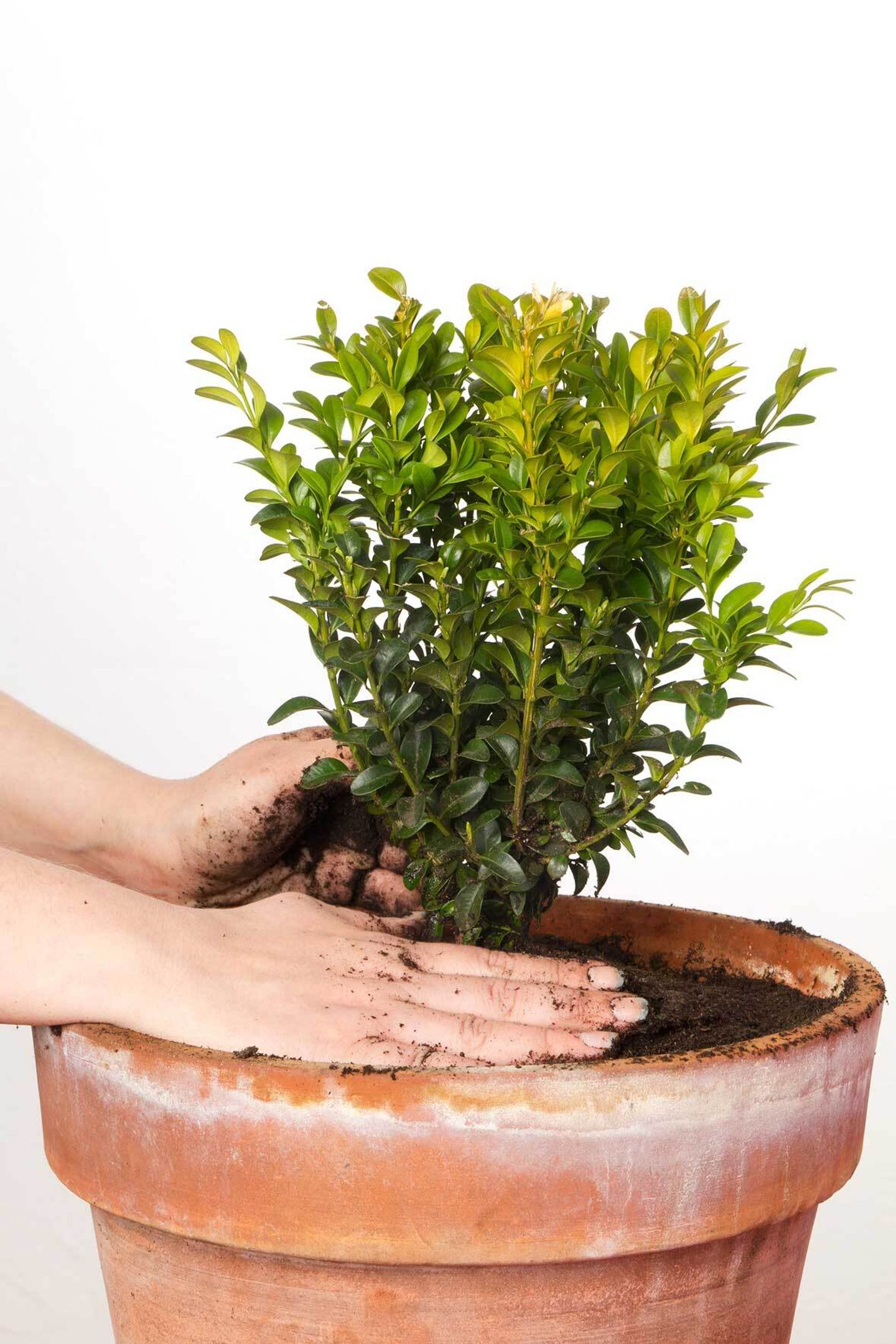 Buchsbaum pflanzen und pflegen Der perfekte Buxus im Kübel VIVANNO