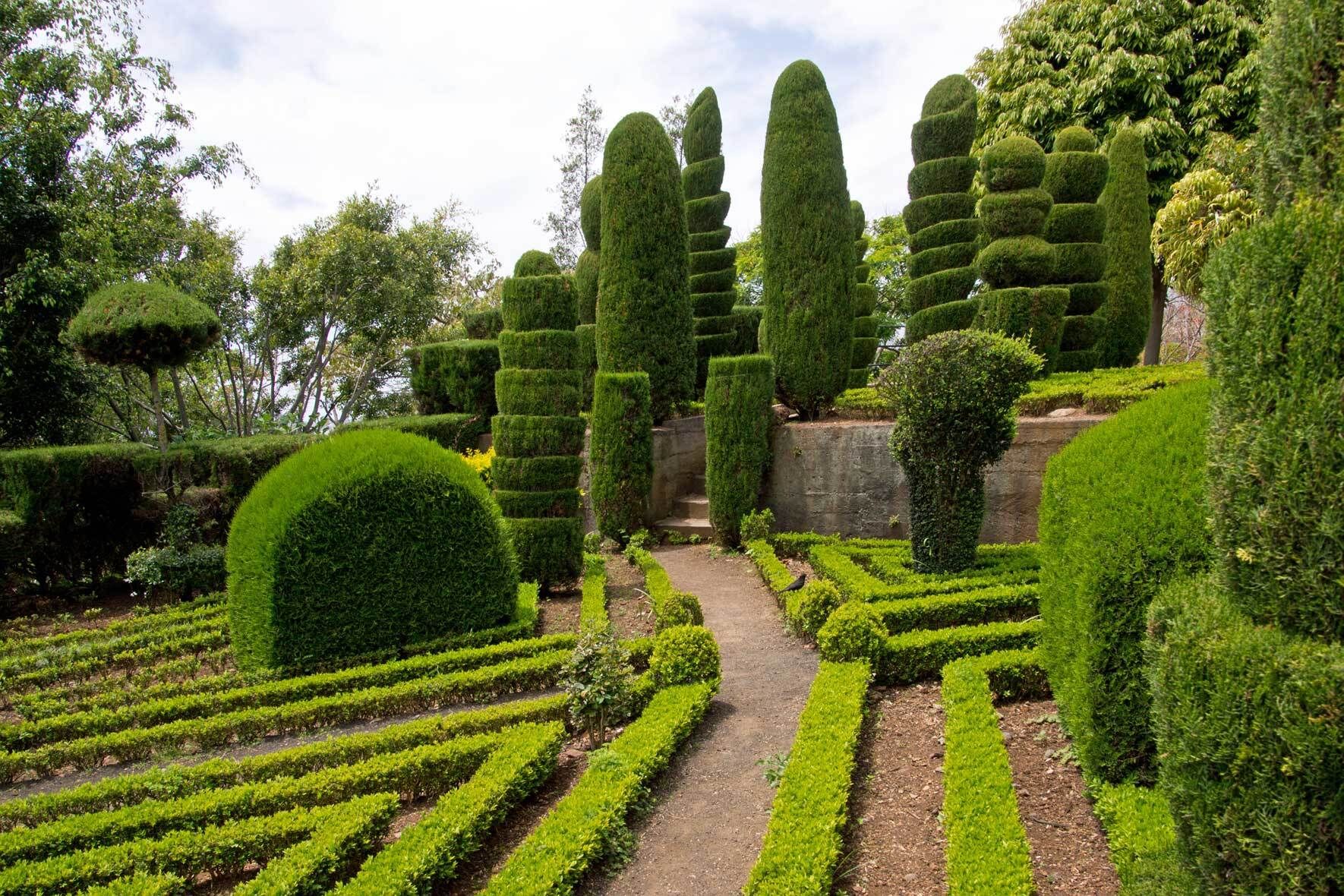 Buchsbaum pflanzen und pflegen Der perfekte Buxus im Kübel VIVANNO