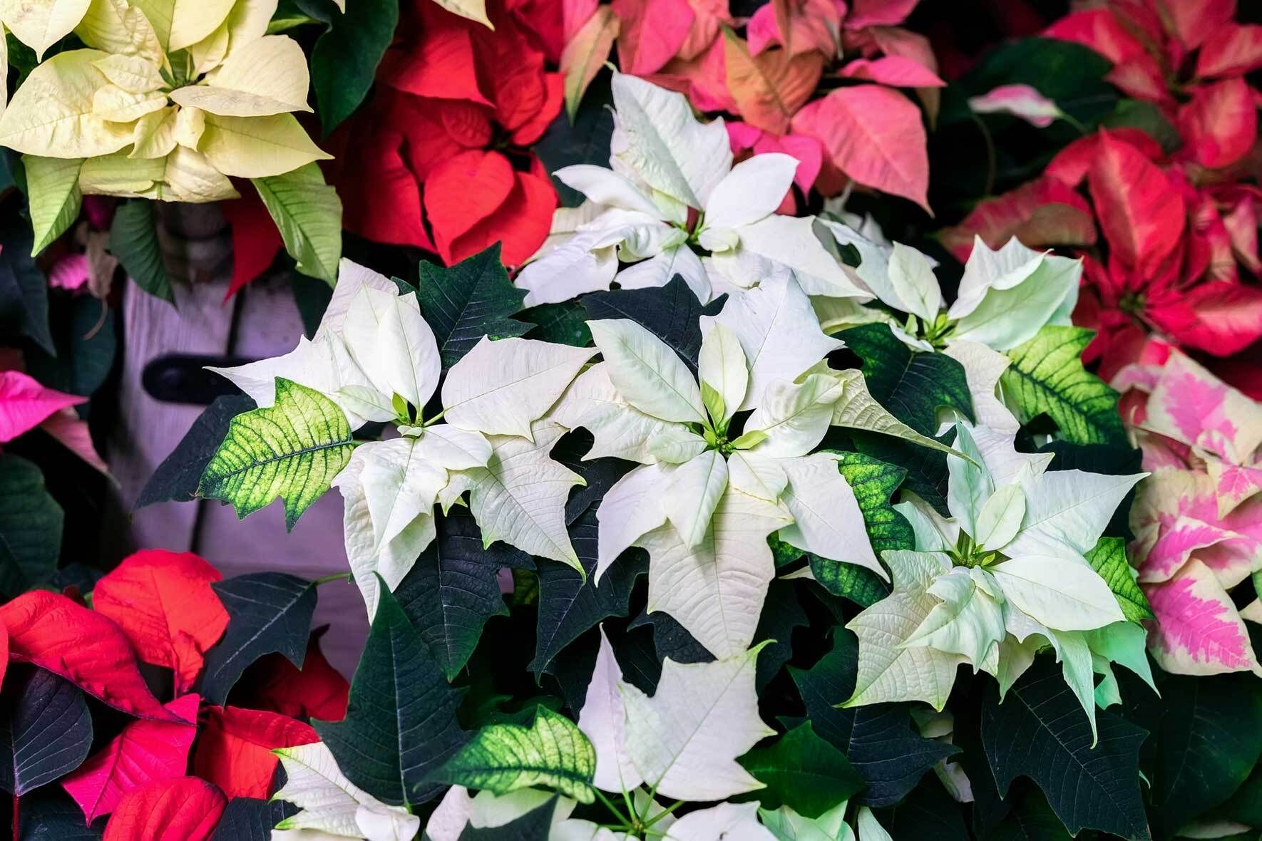 Weihnachtsstern: Pflegetipps und Wissenswertes | VIVANNO