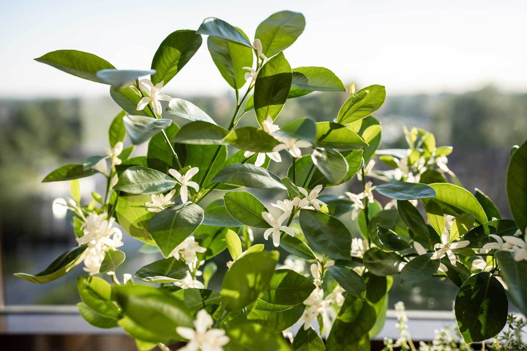 Citrus Calamondin: richtig pflanzen, pflegen und berwintern | VIVANNO