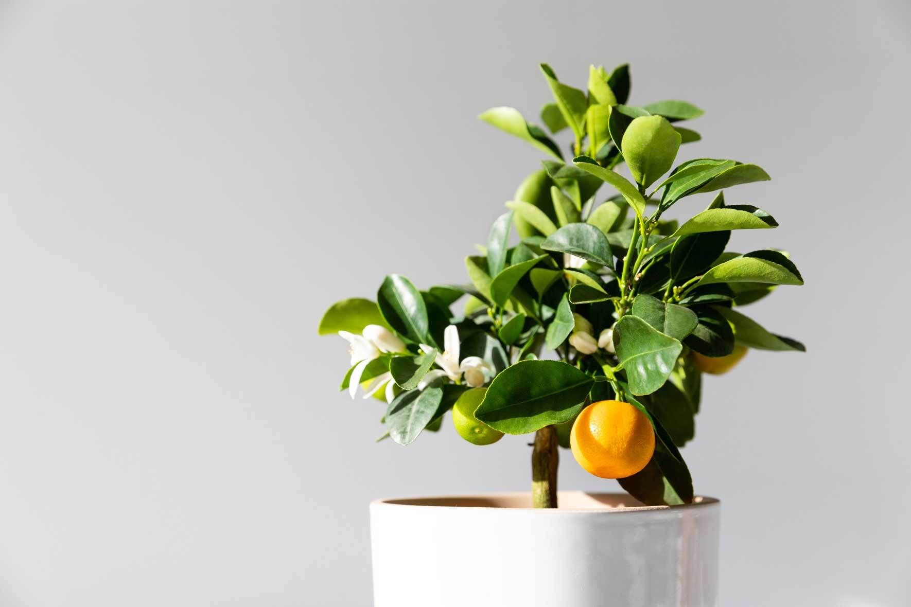 Citrus Calamondin: richtig pflanzen, pflegen und berwintern | VIVANNO