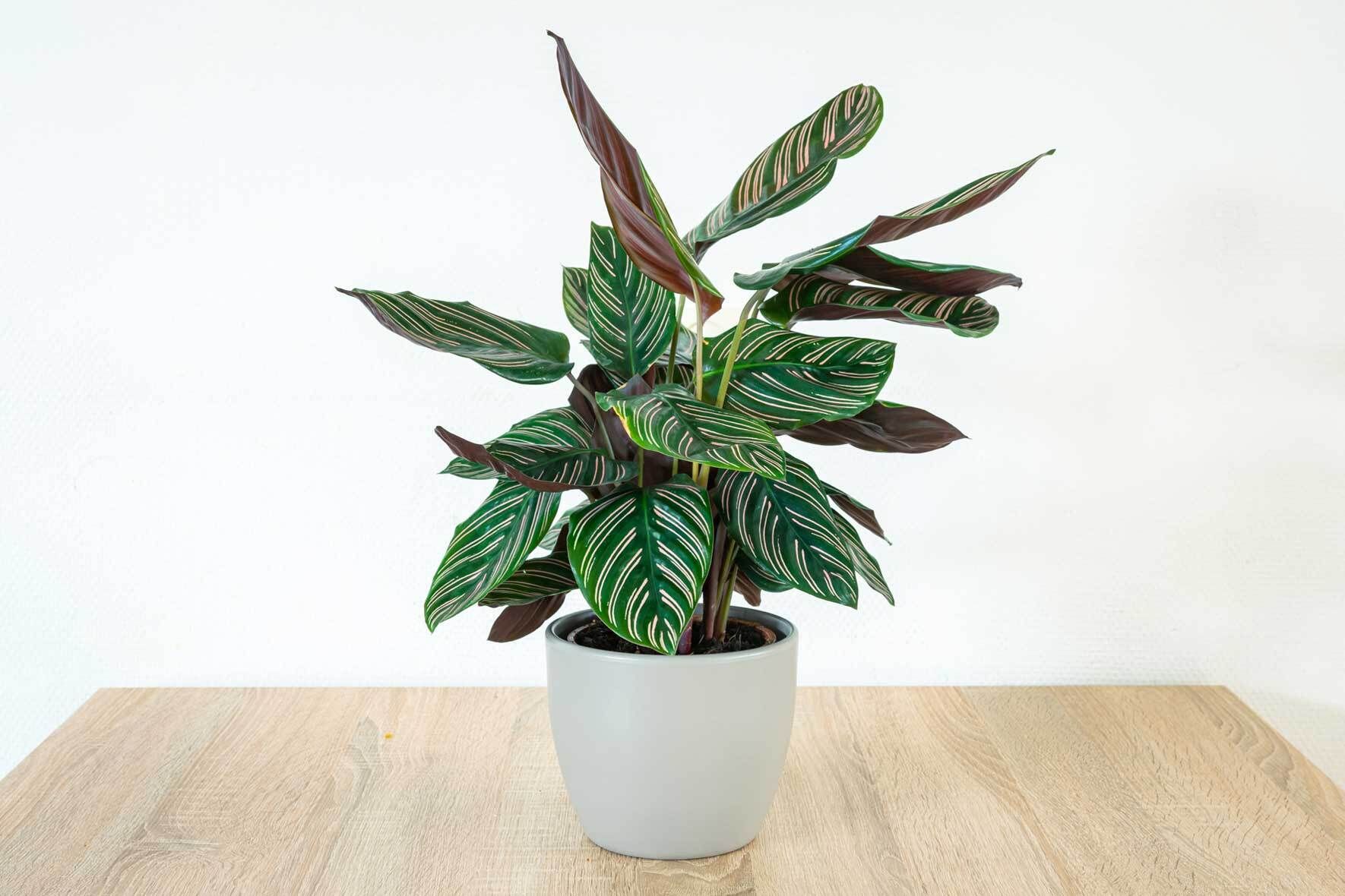 Marante (Maranta leuconeura): Bunte Pfeilwurz pflegen und vermehren |  VIVANNO