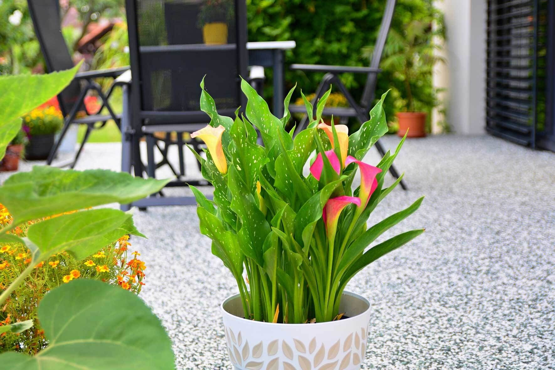 Gartencalla: pflanzen, pflegen, berwintern | VIVANNO