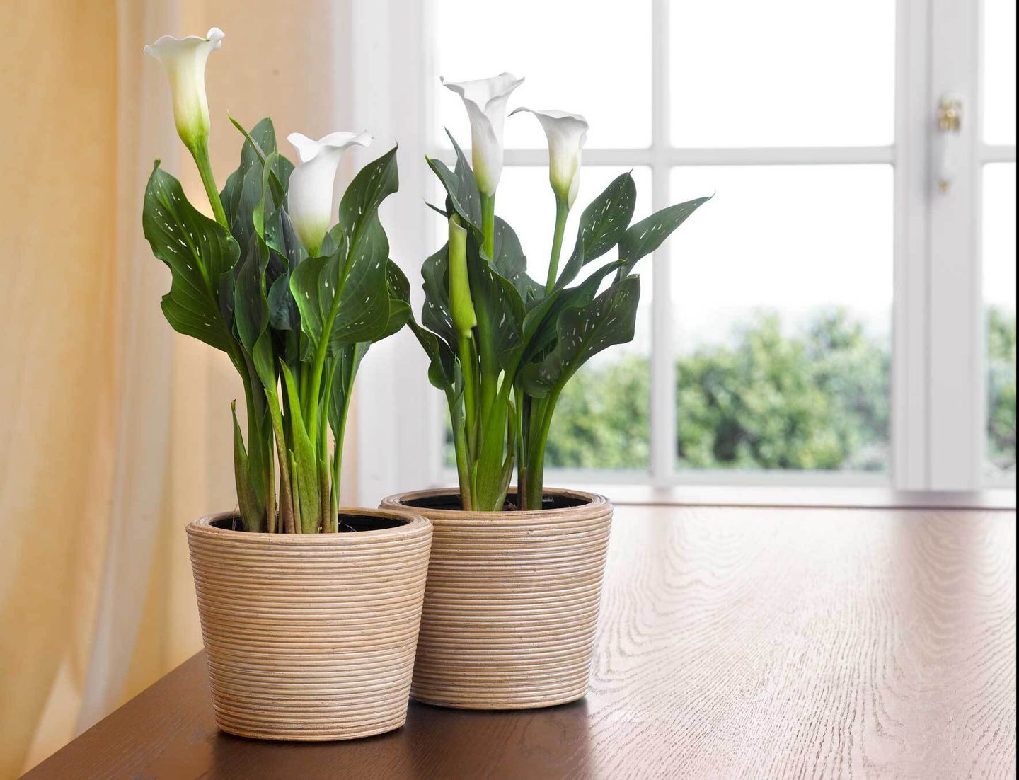 CallaLilie als Zimmerpflanze Standort, Pflege und Vermehrung VIVANNO