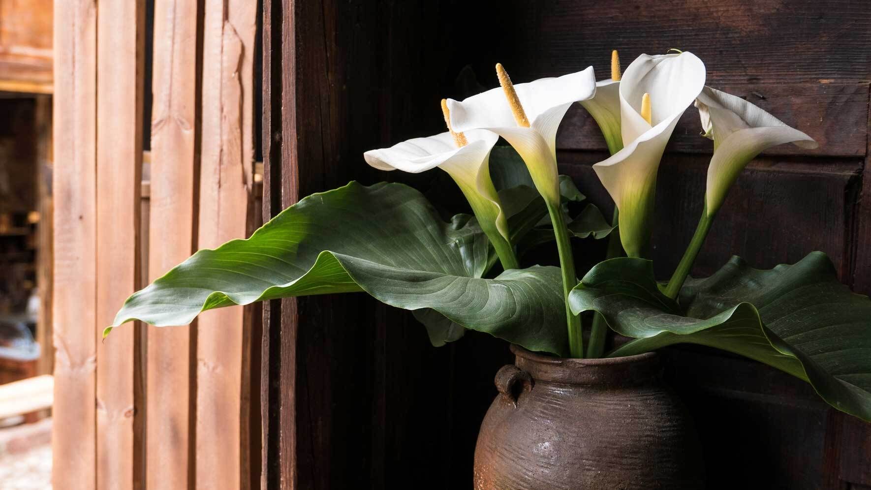 Calla-Lilie als Zimmerpflanze: Standort, Pflege und Vermehrung | VIVANNO