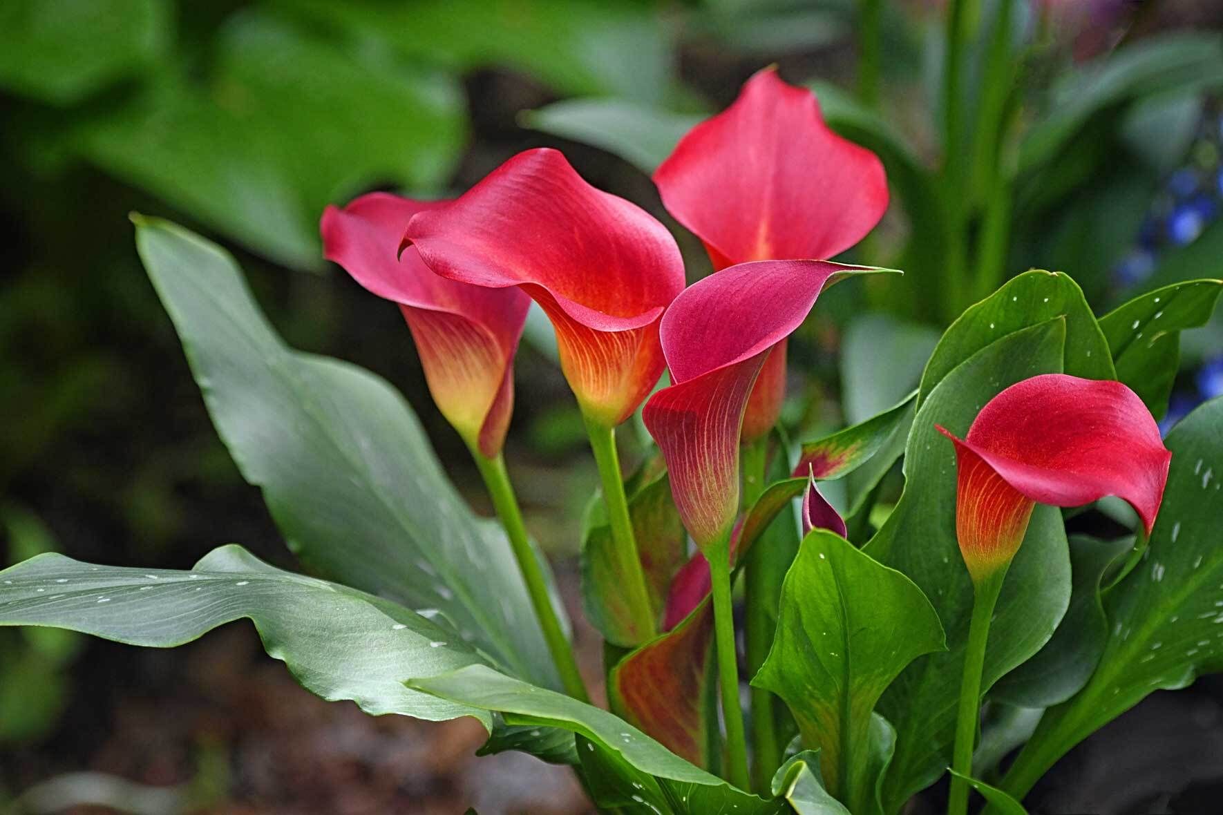 syngonium variegata kaufen Syngonium Chiapense Variegata – Exotic-Flowers