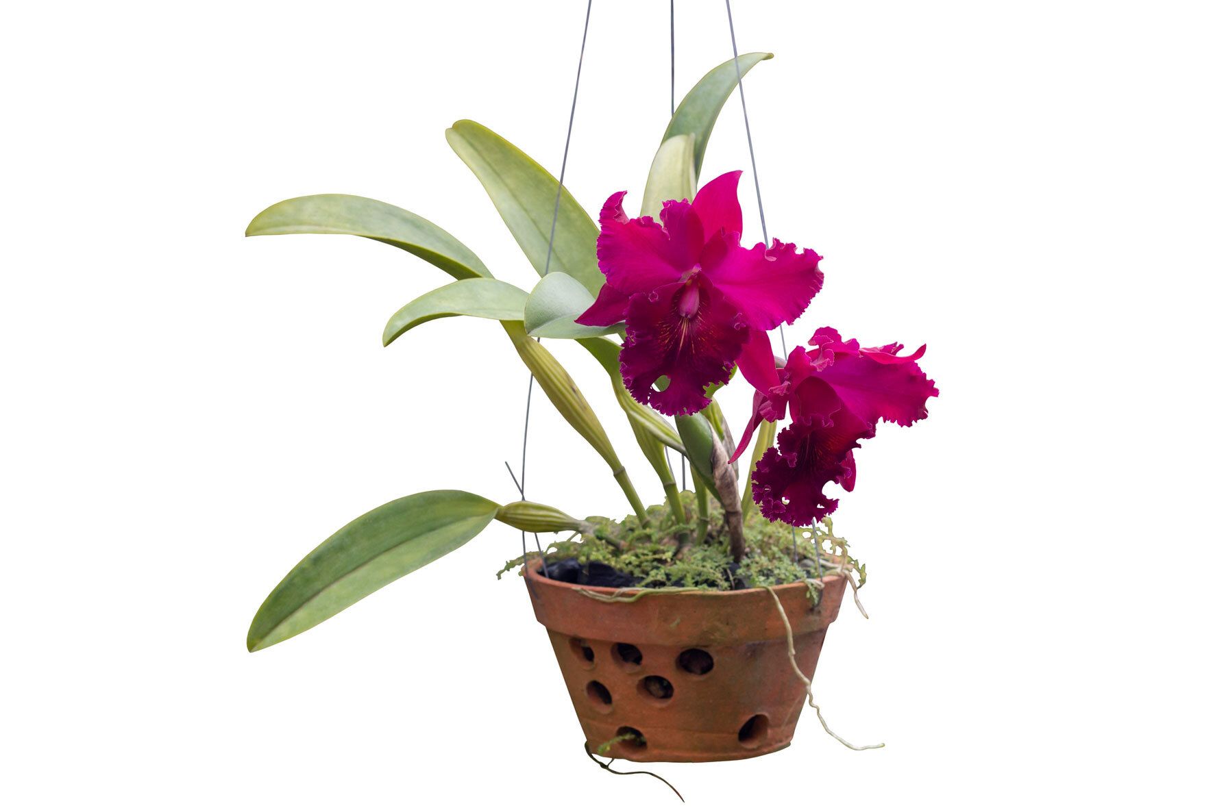 Cattleya-Orchideen: Der richtige Standort, Pflege-Tipps und empfehlenswerte Sorten | VIVANNO Cattleya-Orchideen: Der richtige Standort, Pflege-Tipps und empfehlenswerte Sorten | VIVANNO