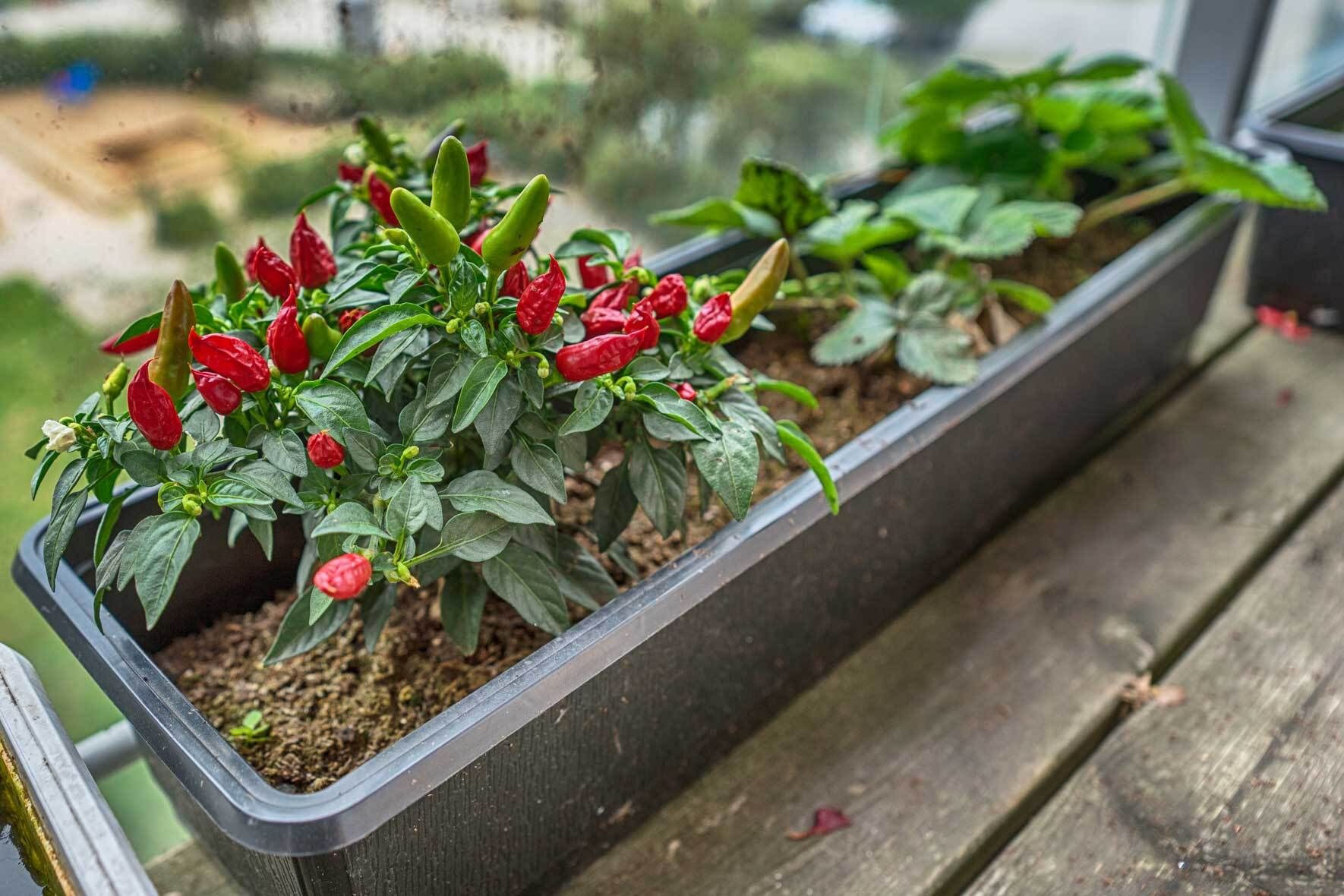 Chili Pflanze im Topf pflanzen und pflegen | VIVANNO