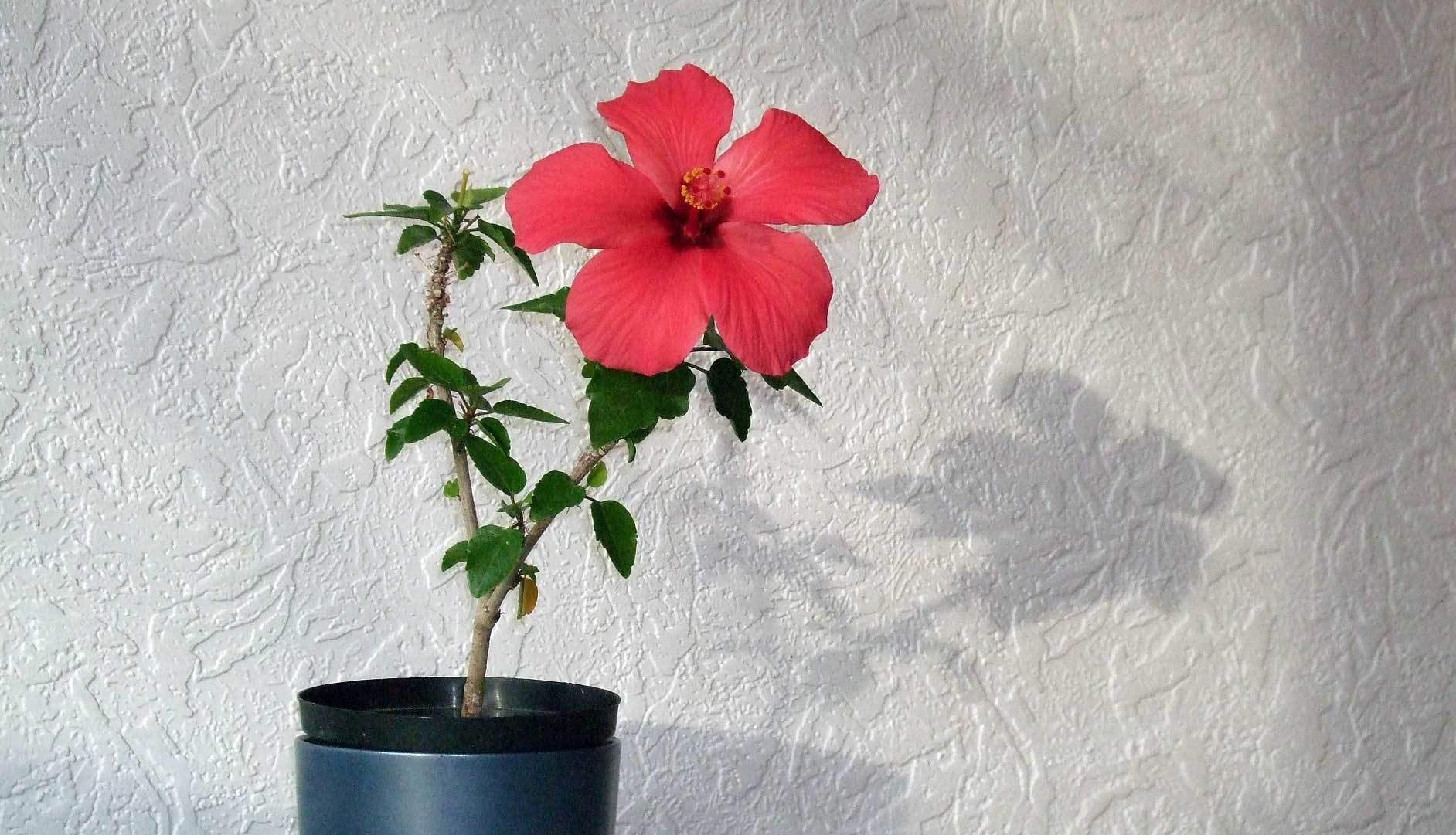 Pflanzen frs Kinderzimmer: So lernen Kinder die Natur kennen | VIVANNO