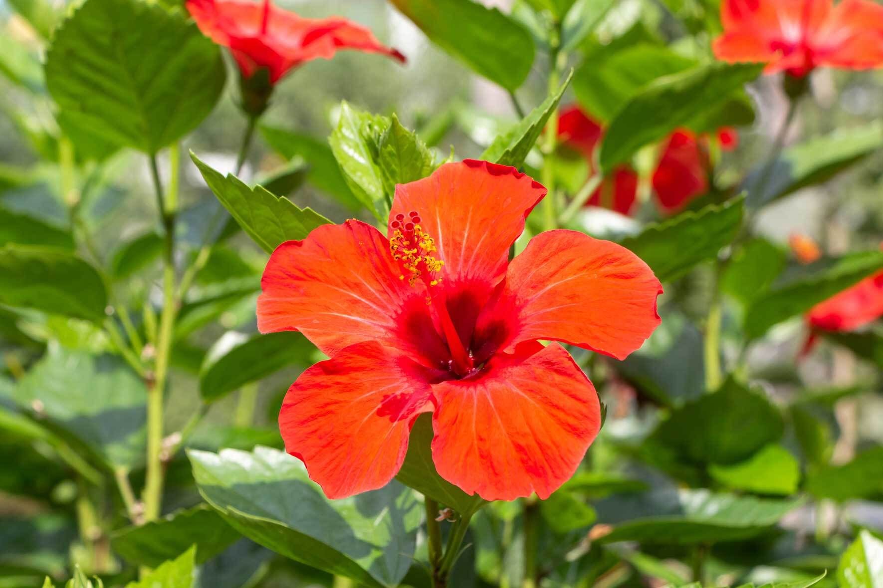 Hibiskus im Kübel pflanzen und pflegen | VIVANNO