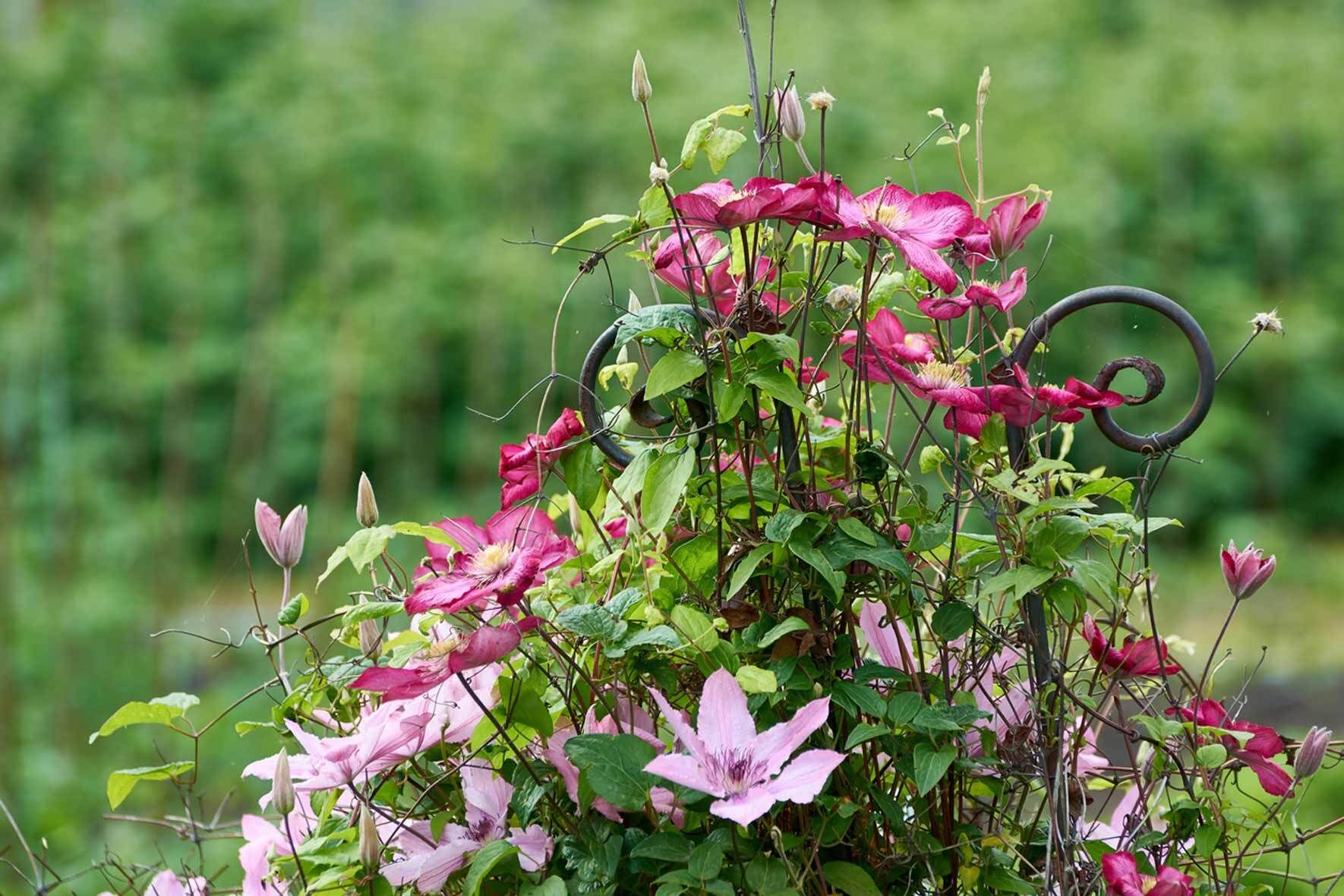 Clematis auf Balkon und Terrasse VIVANNO