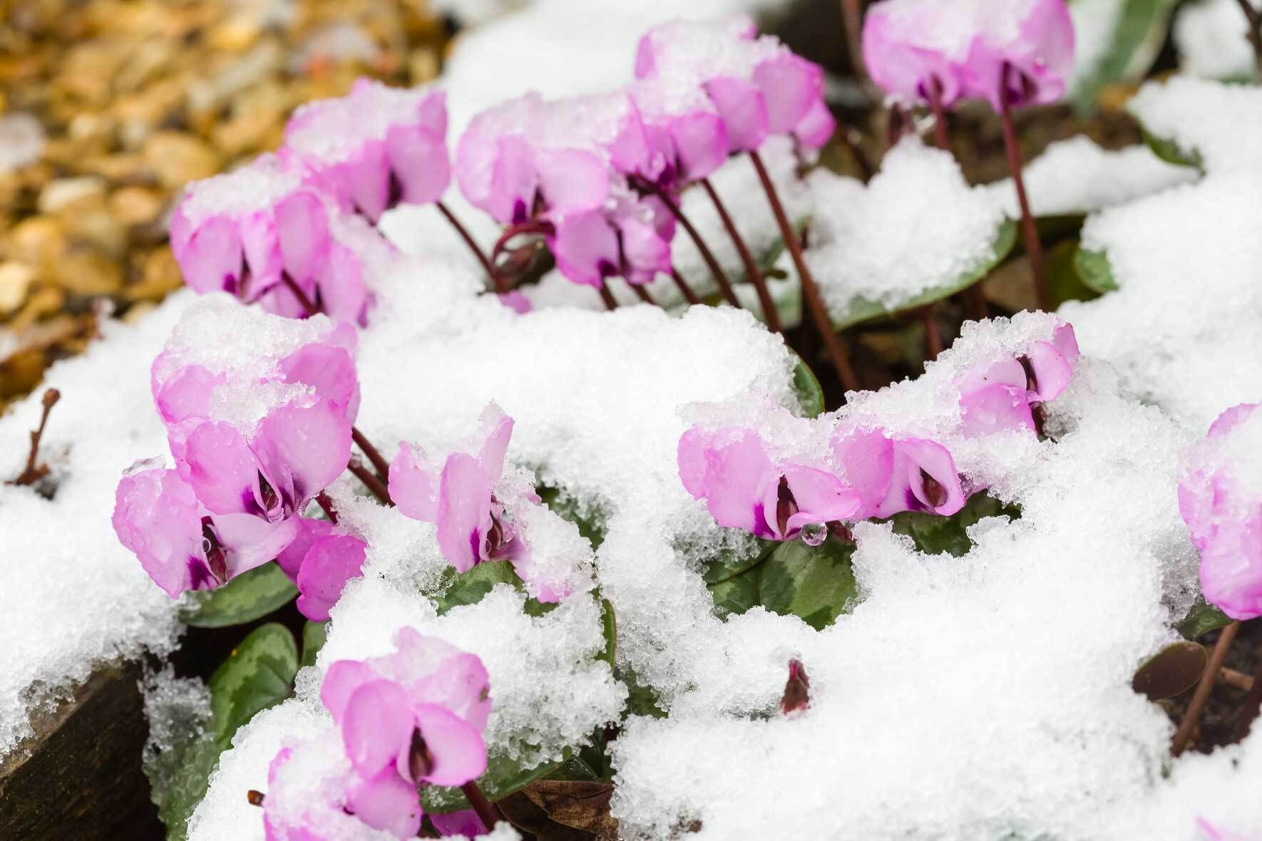 Alpenveilchen winterhart: Pflanzen, pflegen, Sortenwahl | VIVANNO
