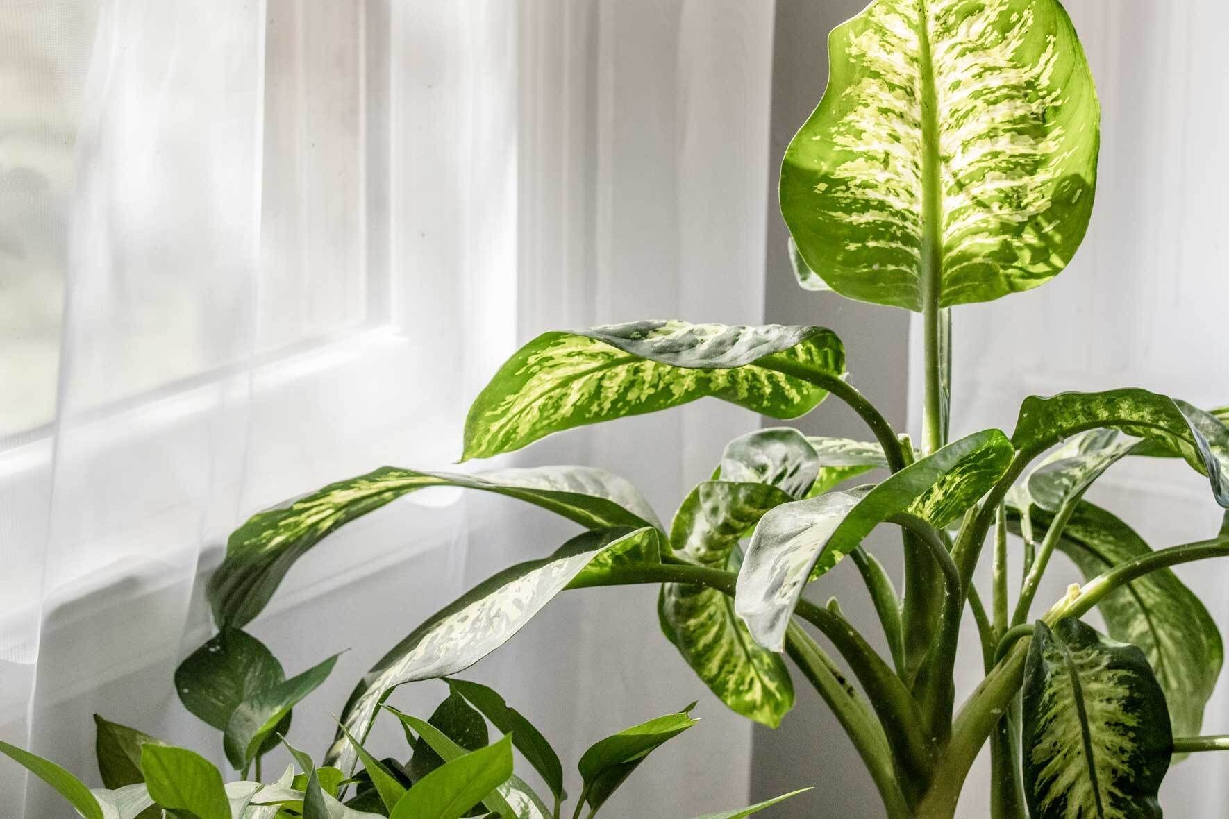 Dieffenbachia pflegen und vermehren | VIVANNO