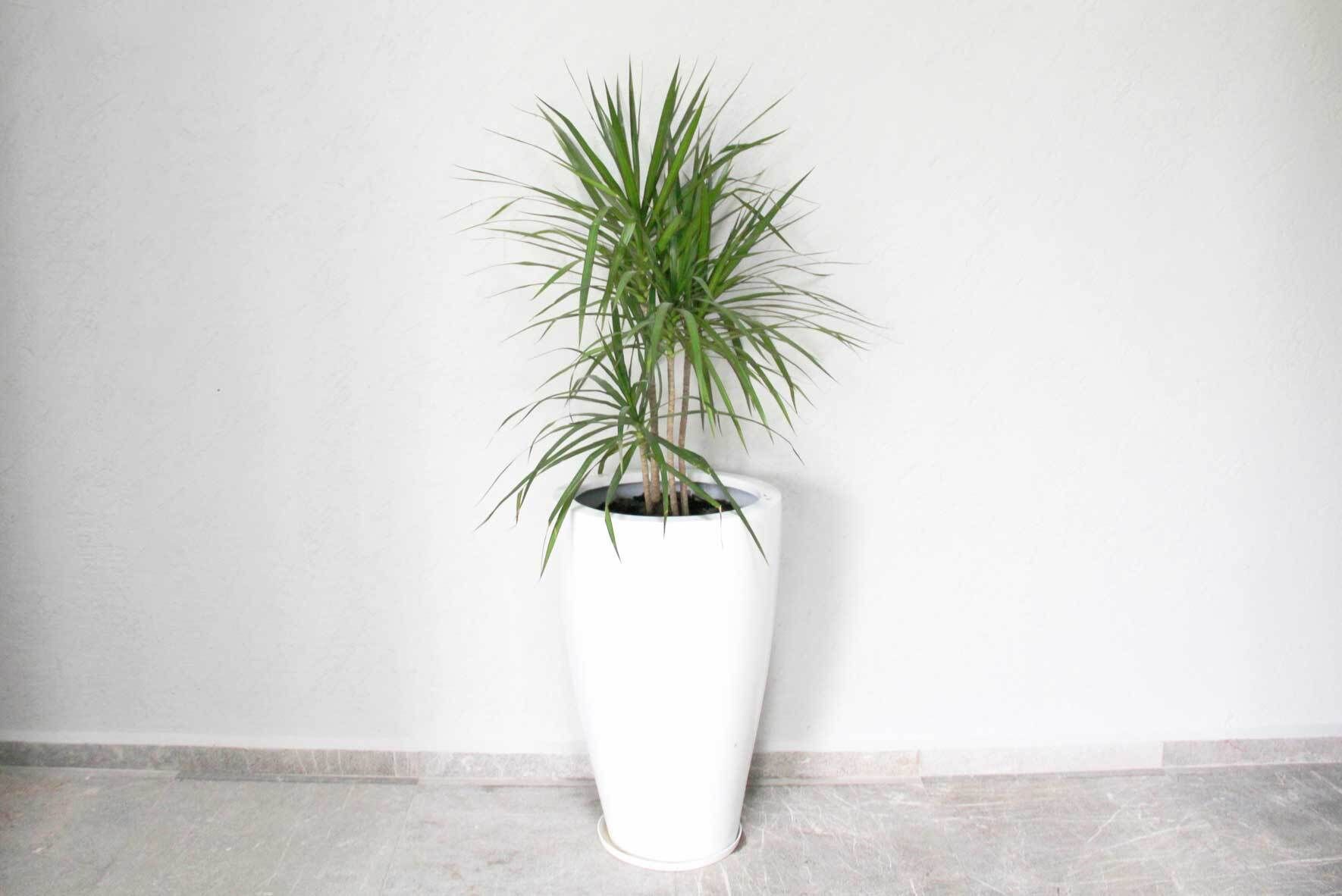 Drachenbaum (Dracaena): richtig pflanzen, pflegen und vermehren | VIVANNO