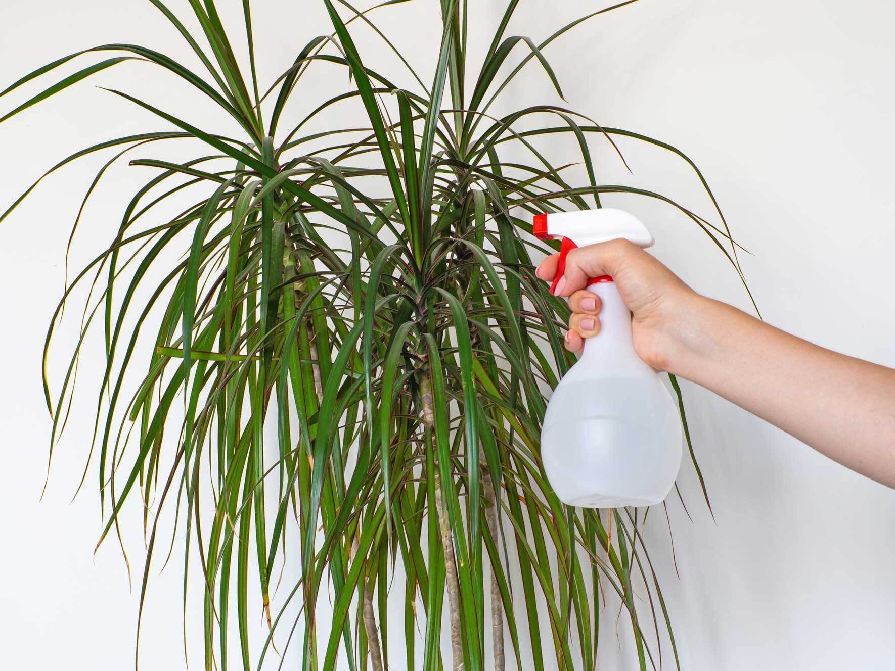 Drachenbaum (Dracaena): richtig pflanzen, pflegen und vermehren | VIVANNO