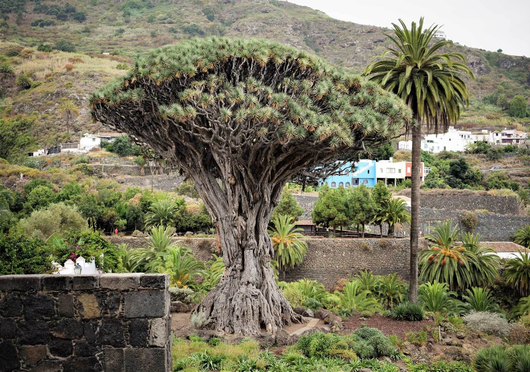 Drachenbaum (Dracaena): richtig pflanzen, pflegen und vermehren | VIVANNO