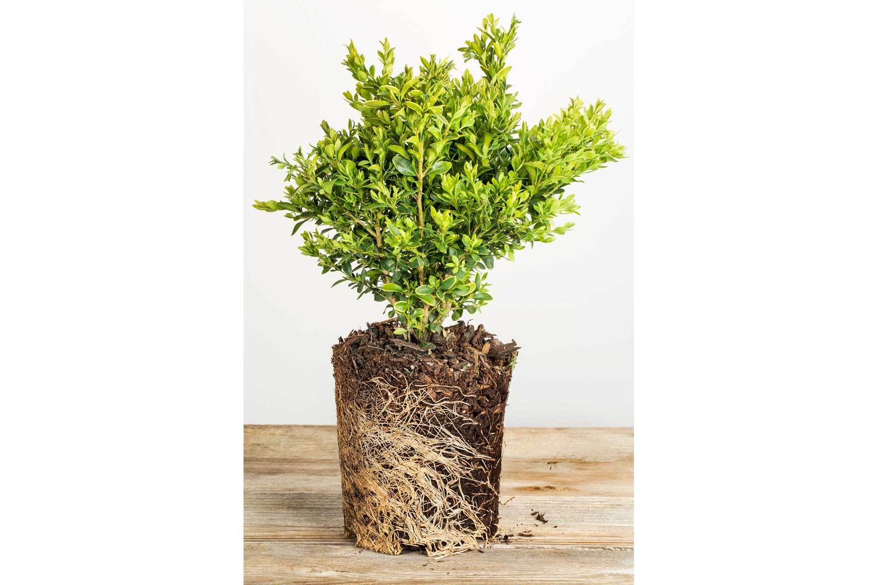 Buchsbaum pflanzen und pflegen: Der perfekte Buxus im Kbel | VIVANNO