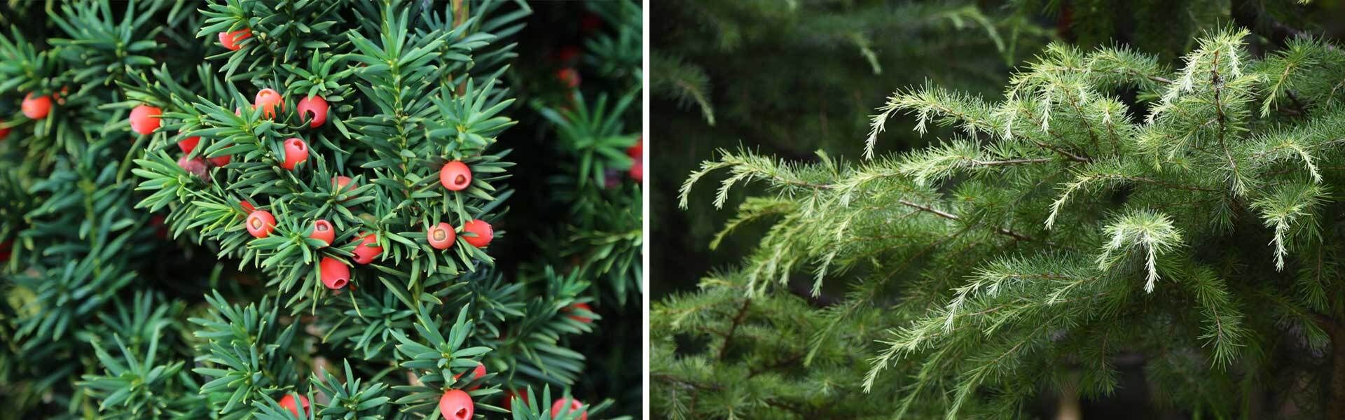 Winterharte Nadelbume als Kbelpflanze | VIVANNO