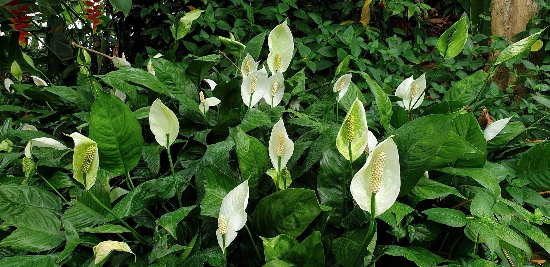 Das Einblatt (Spathiphyllum) als Zimmerpflanze erfolgreich pflegen | VIVANNO