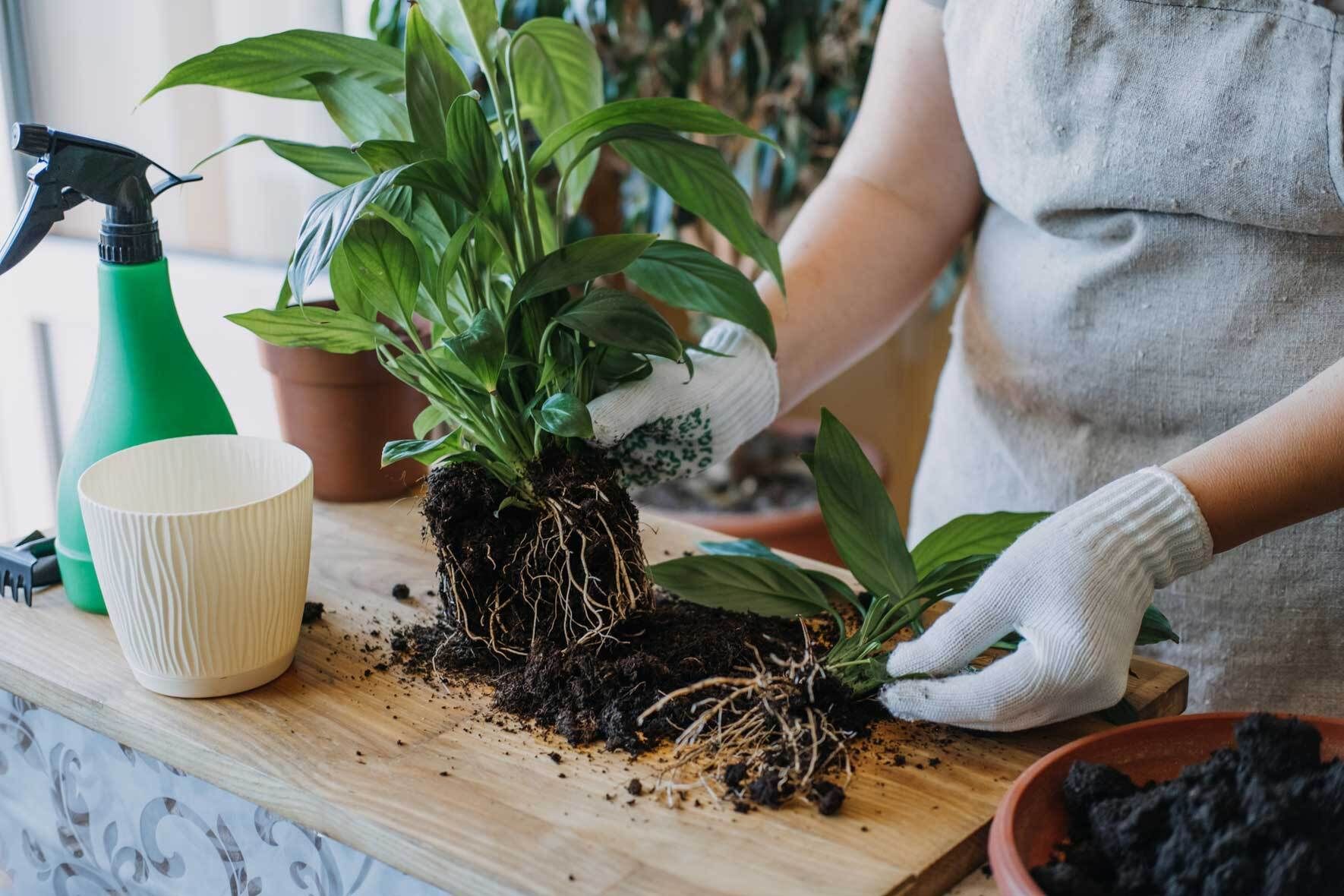 Das Einblatt (Spathiphyllum) als Zimmerpflanze erfolgreich pflegen | VIVANNO