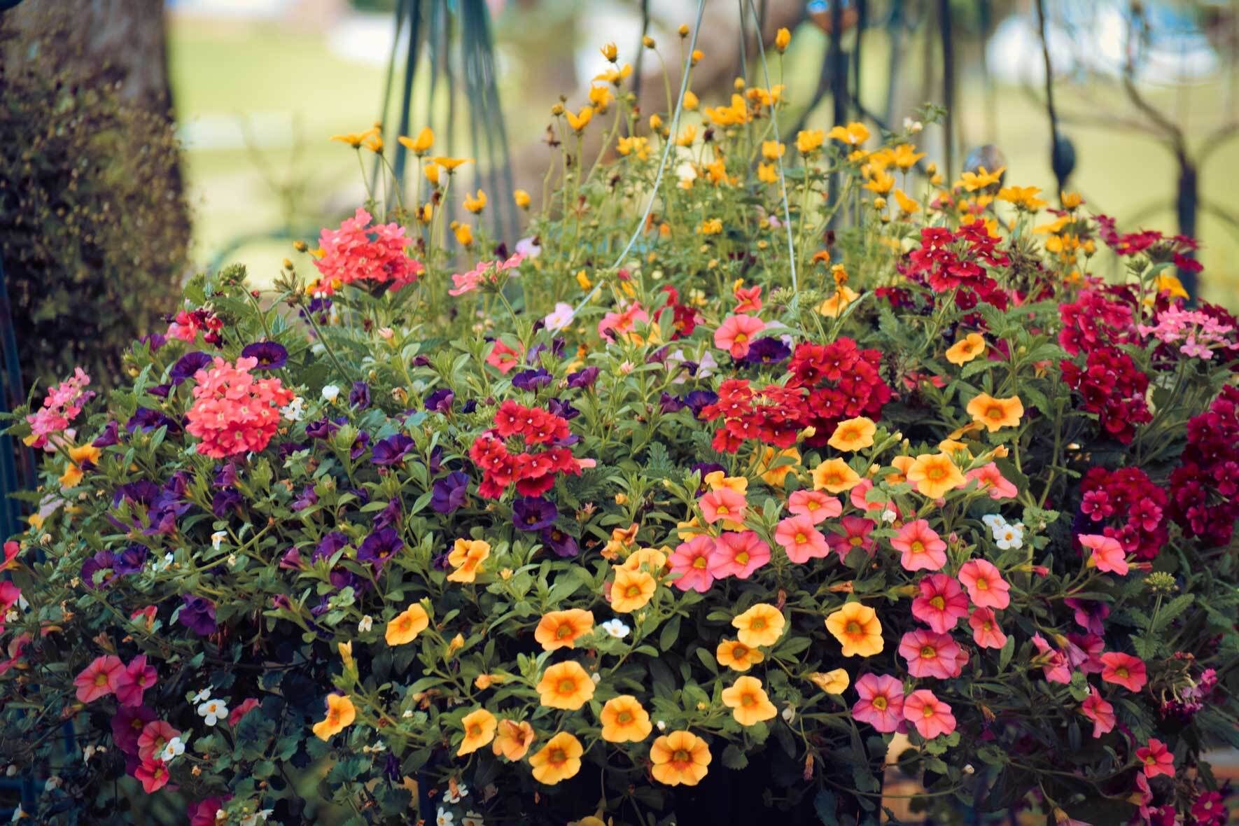 Sommerblumen Im Kbel