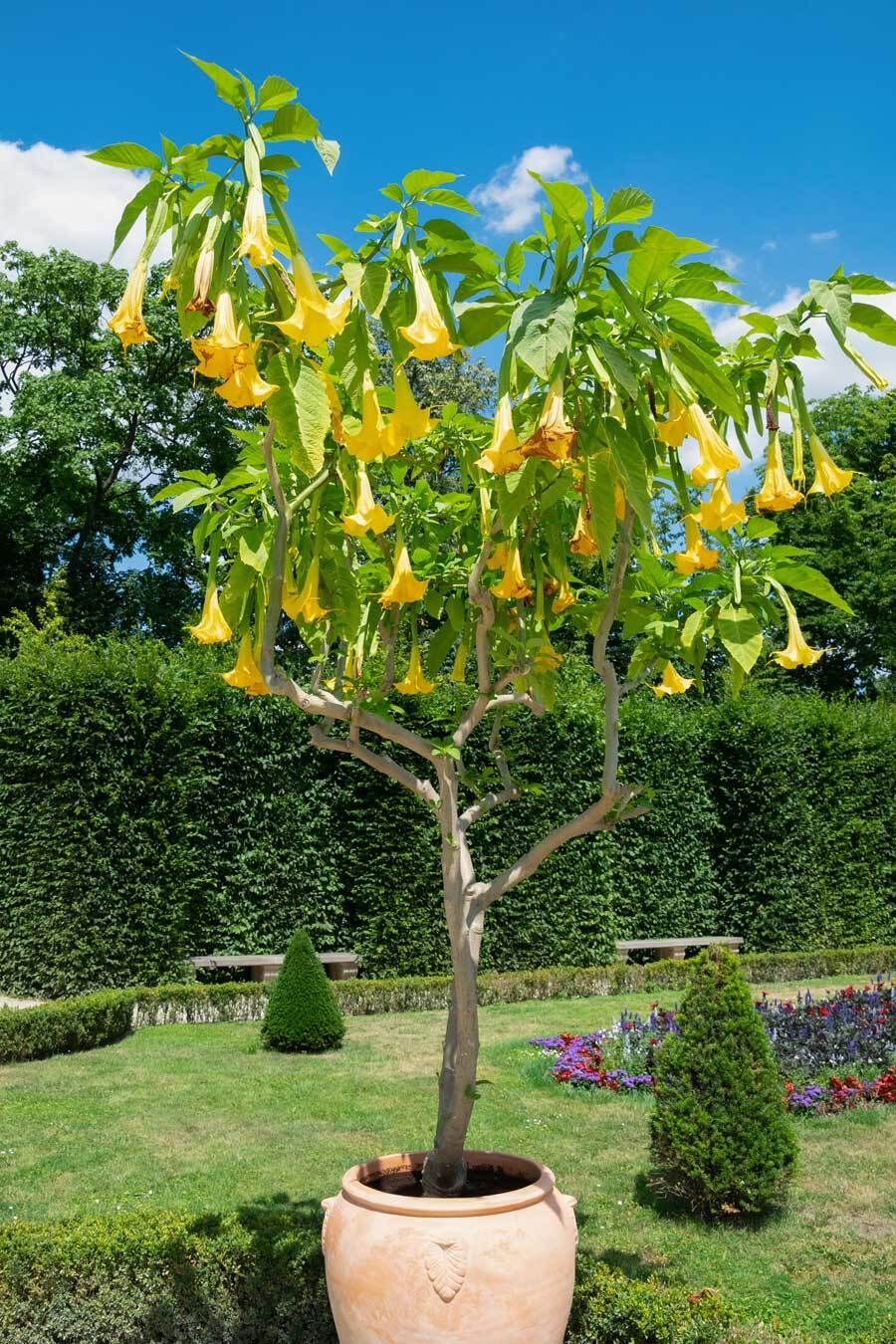Engelstrompete (Trompetenblume) im Kbel: richtig pflegen und berwintern |  VIVANNO