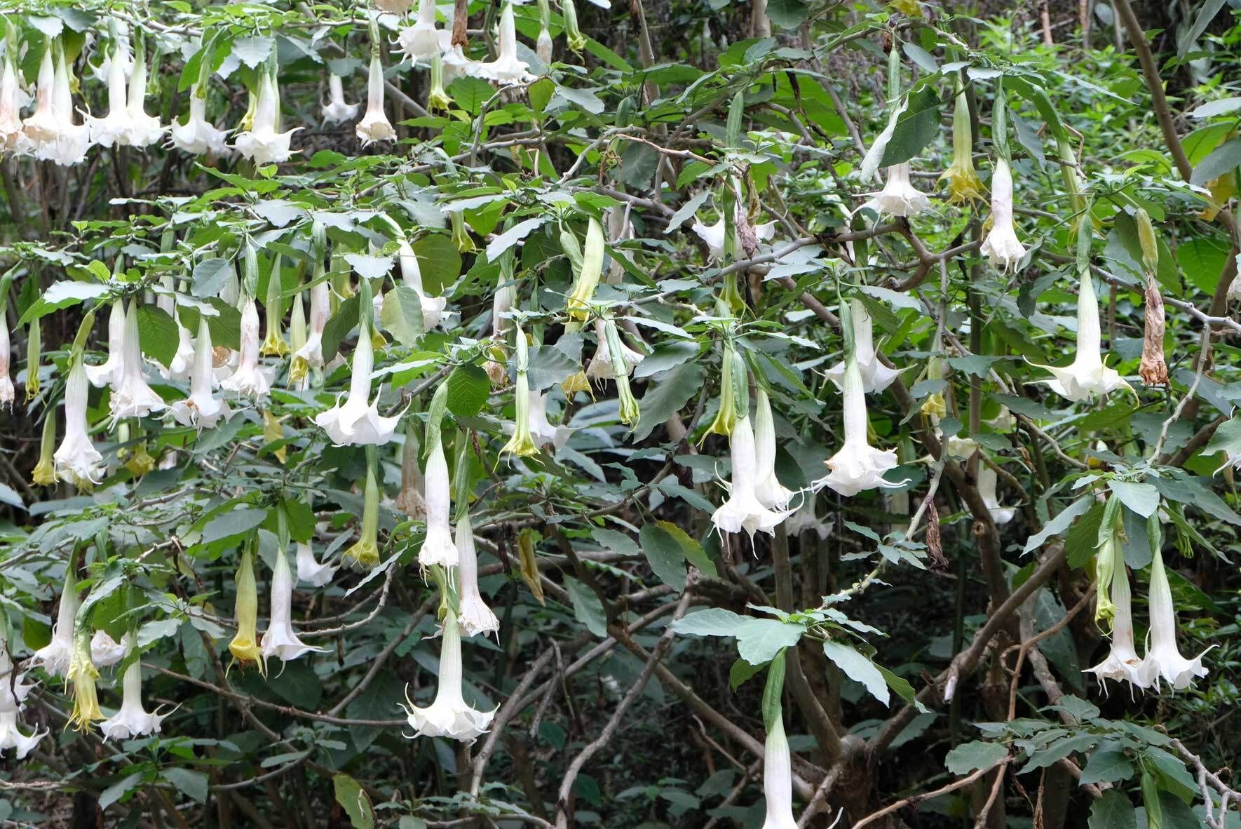 Engelstrompete (Trompetenblume) im Kbel: richtig pflegen und berwintern |  VIVANNO
