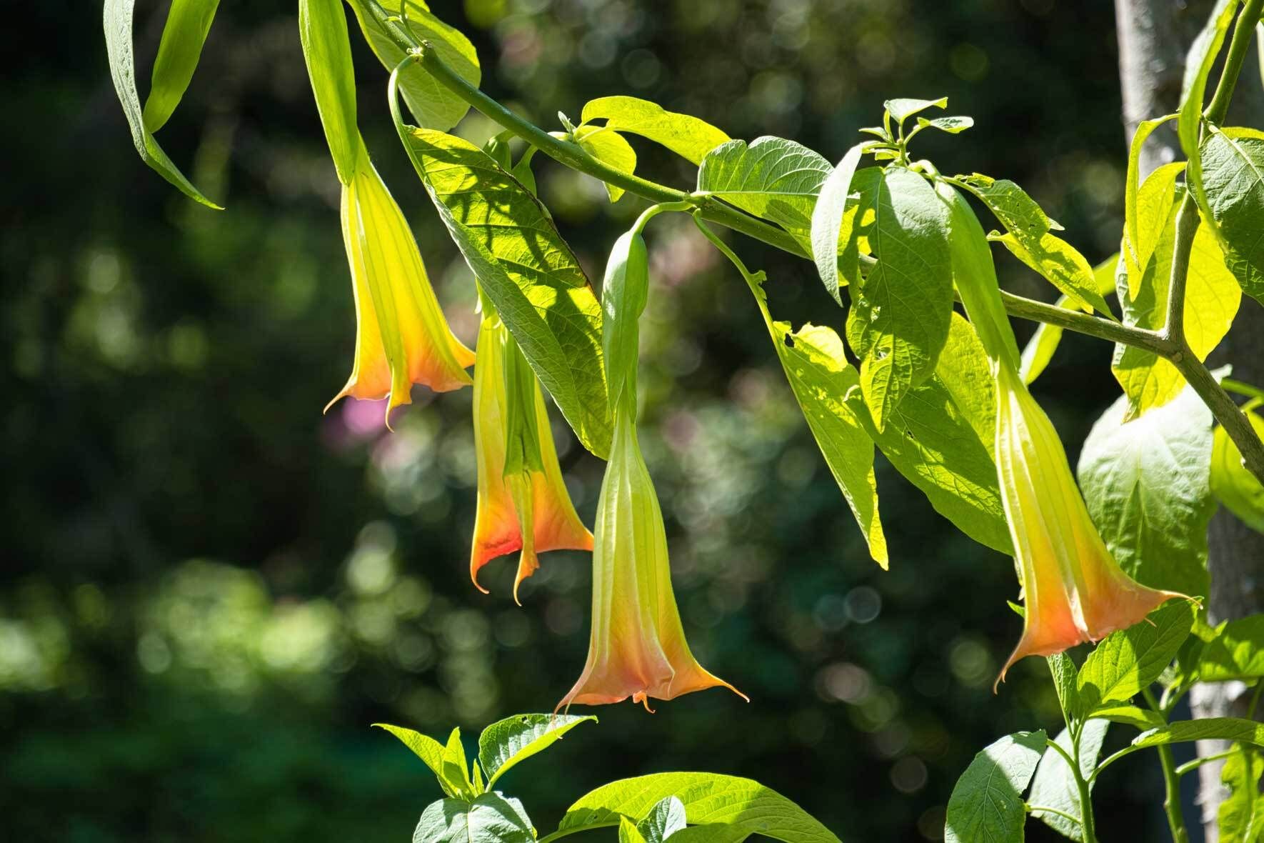 Engelstrompete (Trompetenblume) im Kbel: richtig pflegen und berwintern |  VIVANNO