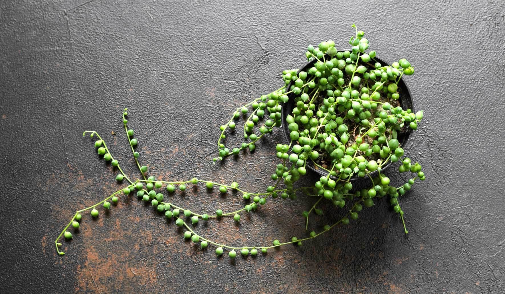 Die Erbsenpflanze richtig pflegen und vermehren | VIVANNO