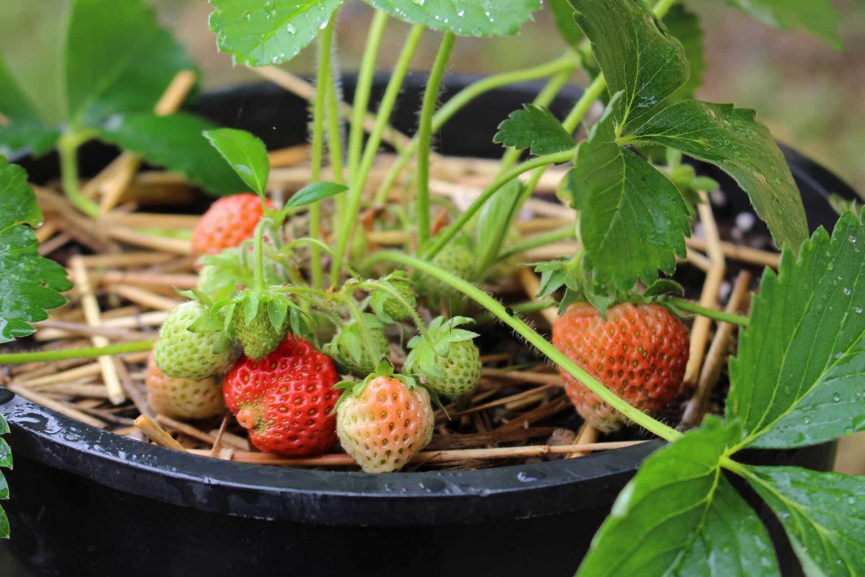 Erdbeeren im Topf pflanzen, pflegen, ernten VIVANNO