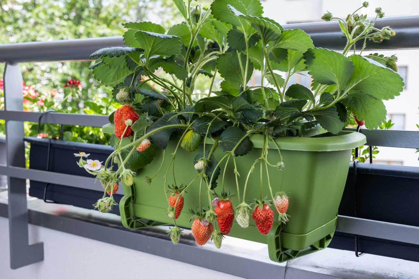 Erdbeeren im Topf pflanzen, pflegen, ernten VIVANNO