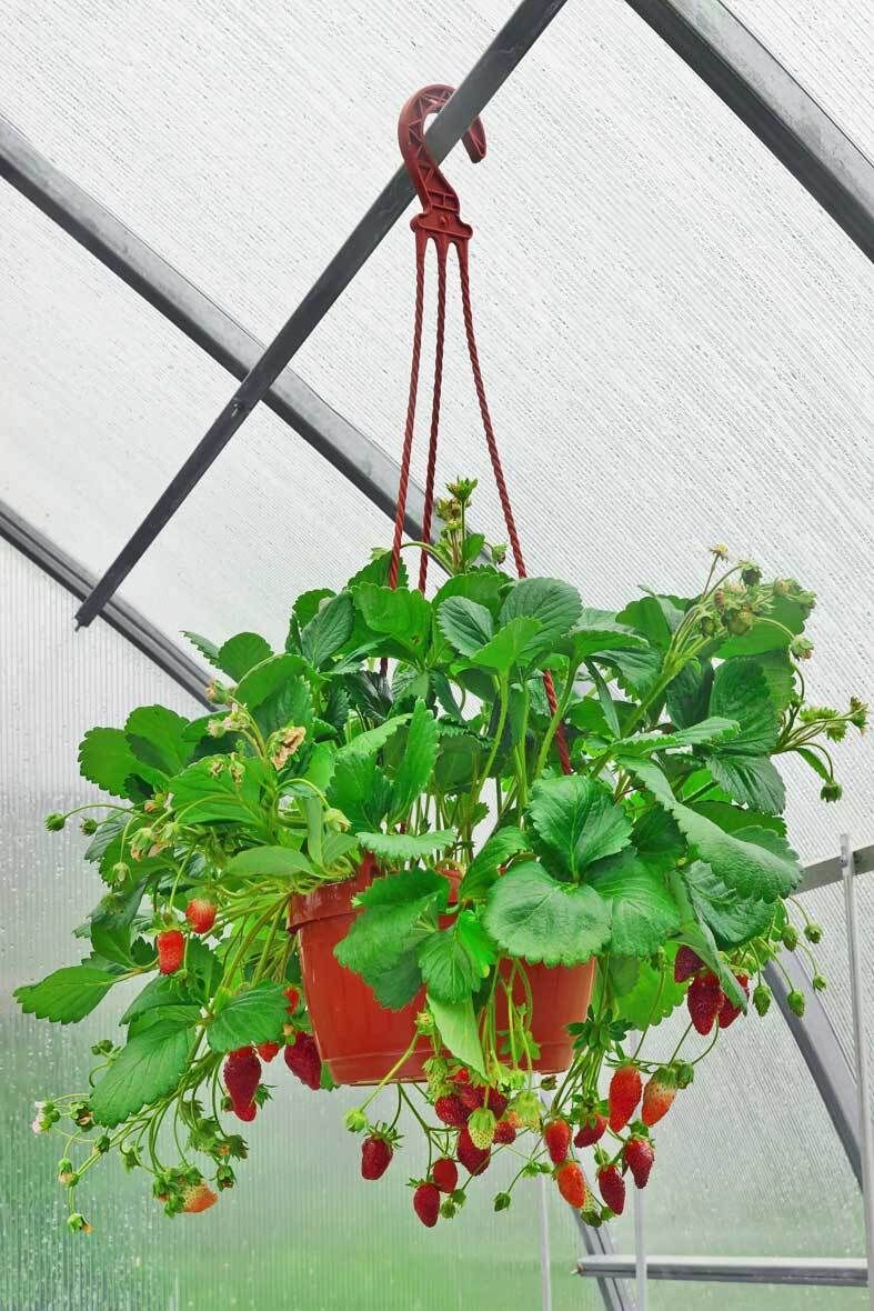 Erdbeeren im Topf pflanzen, pflegen, ernten | VIVANNO