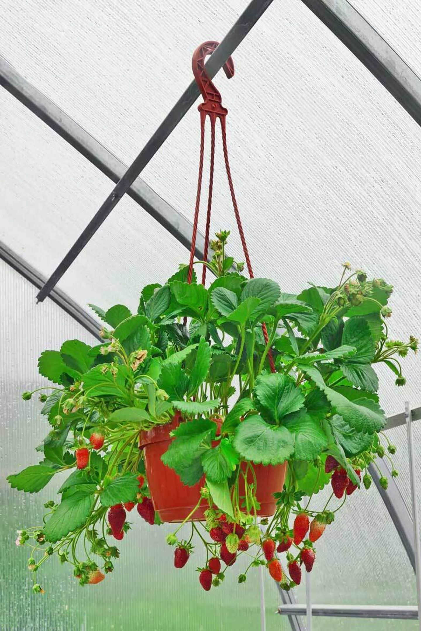 Erdbeeren im Topf pflanzen, pflegen, ernten VIVANNO