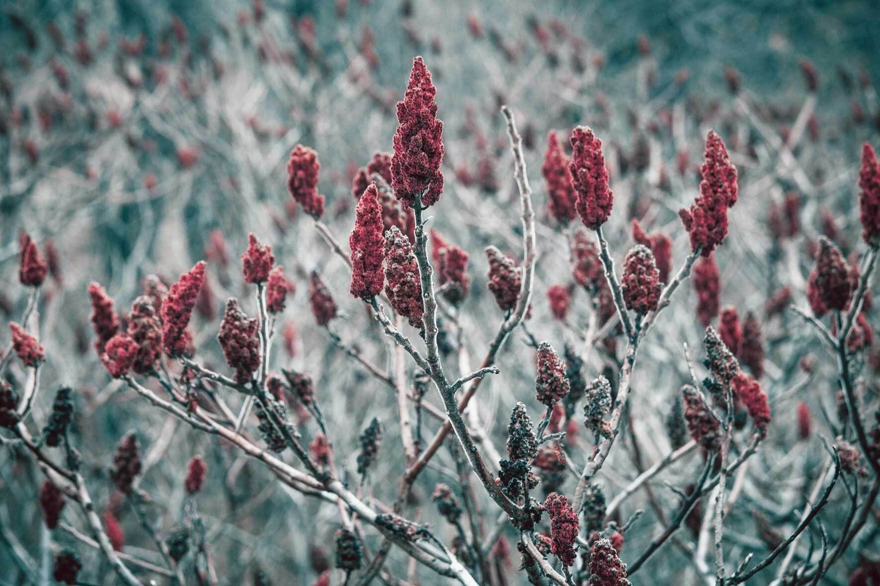 Der Essigbaum im Kbel? So gehts! | VIVANNO