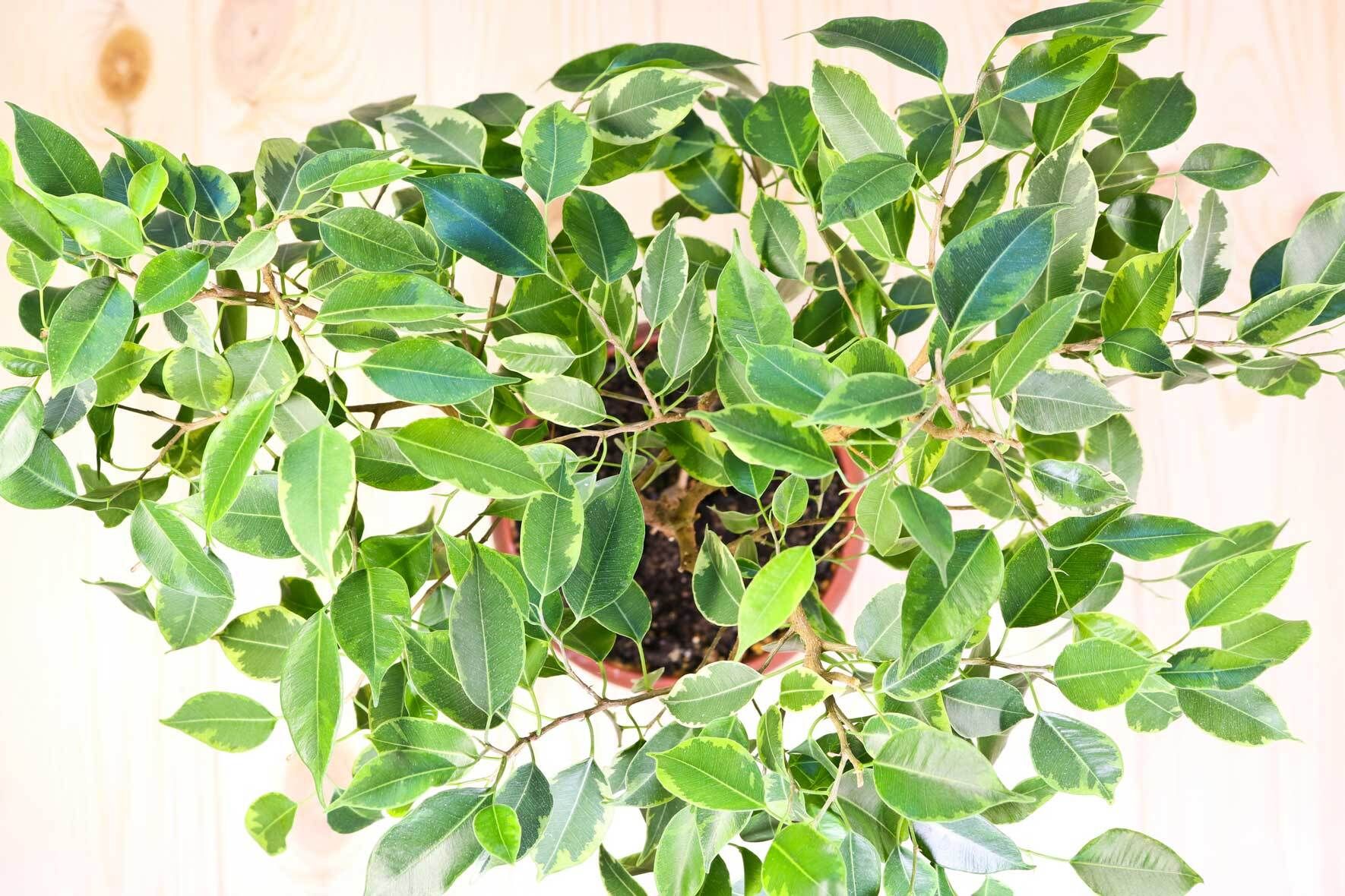 Ficus benjamini: die Birkenfeige erfolgreich pflegen | VIVANNO