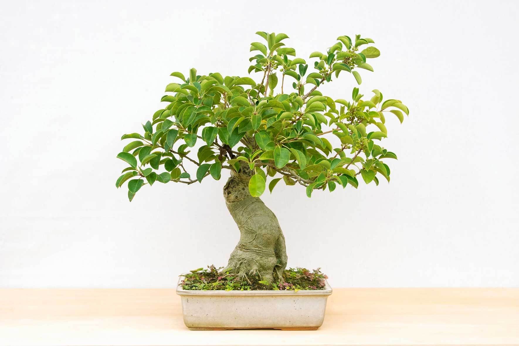 Ficus benjamini: die Birkenfeige erfolgreich pflegen | VIVANNO