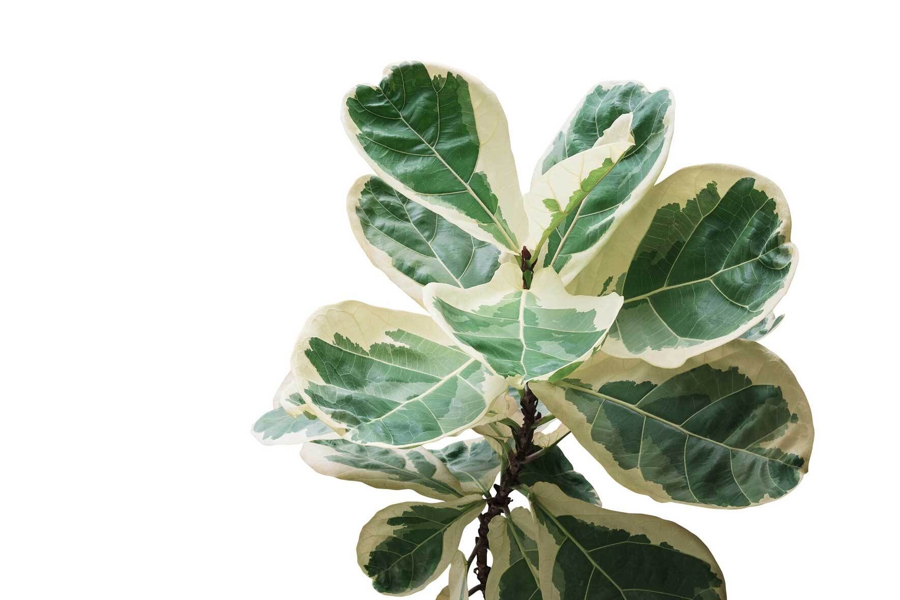 Die Geigenfeige (Ficus Lyrata): Pflegetipps und Wissenswertes | VIVANNO