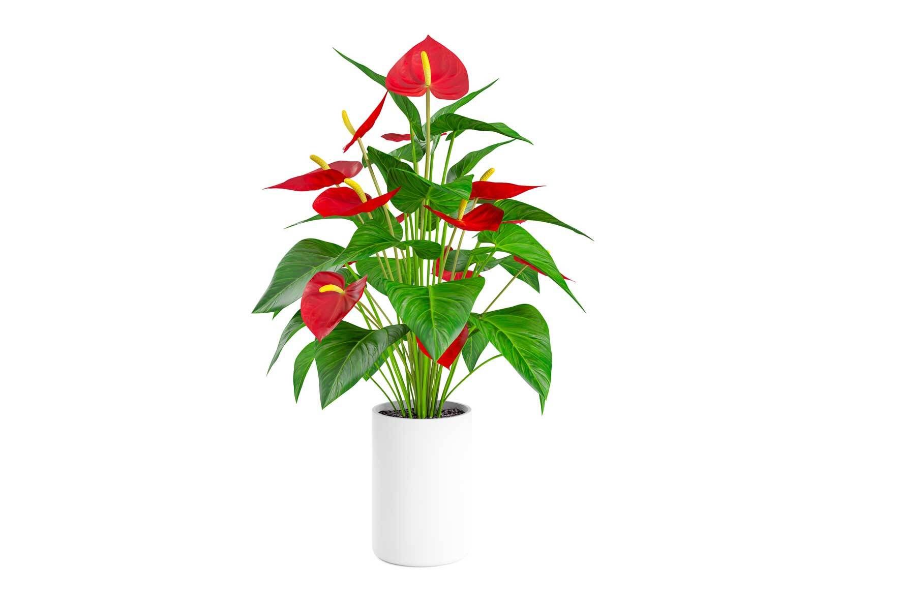 Flamingoblume (Anthurium) richtig pflegen und vermehren | VIVANNO
