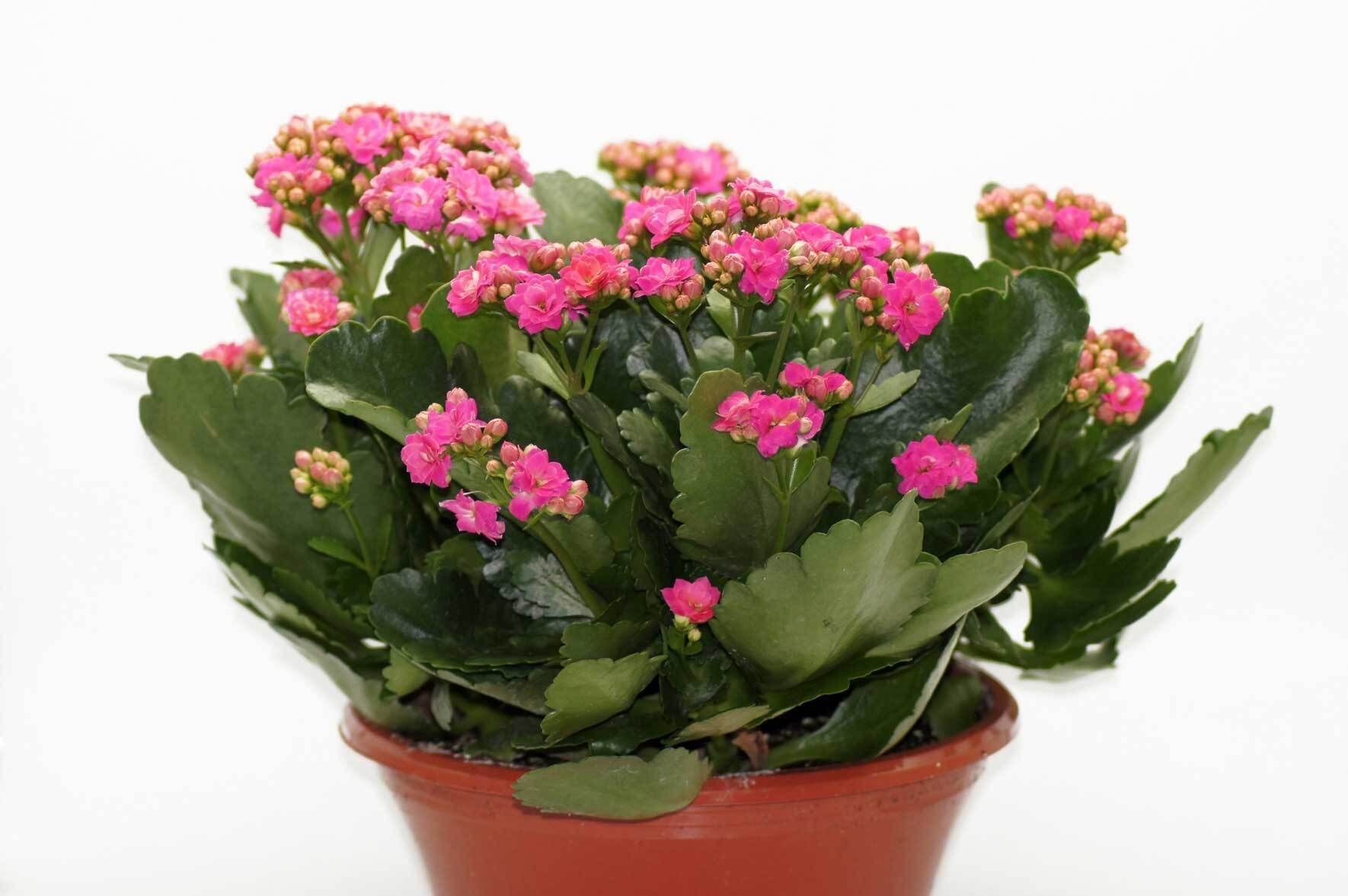 senecio variegata Senecio herreianus f. variegata – Serres Lavoie main image 1