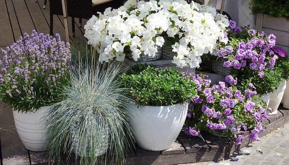 Richtig dngen im Pflanzkbel, Blumentopf und Balkonkasten | VIVANNO